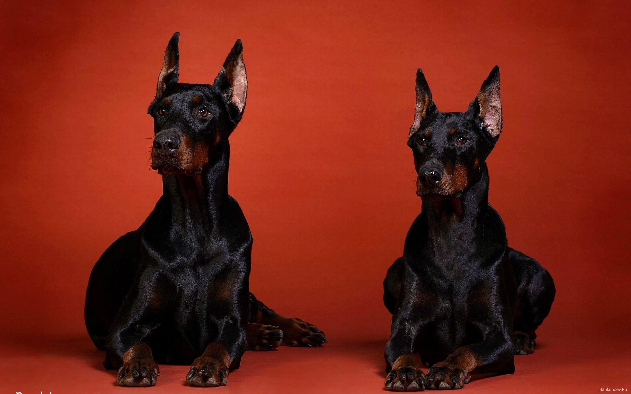 Doberman Wallpapers