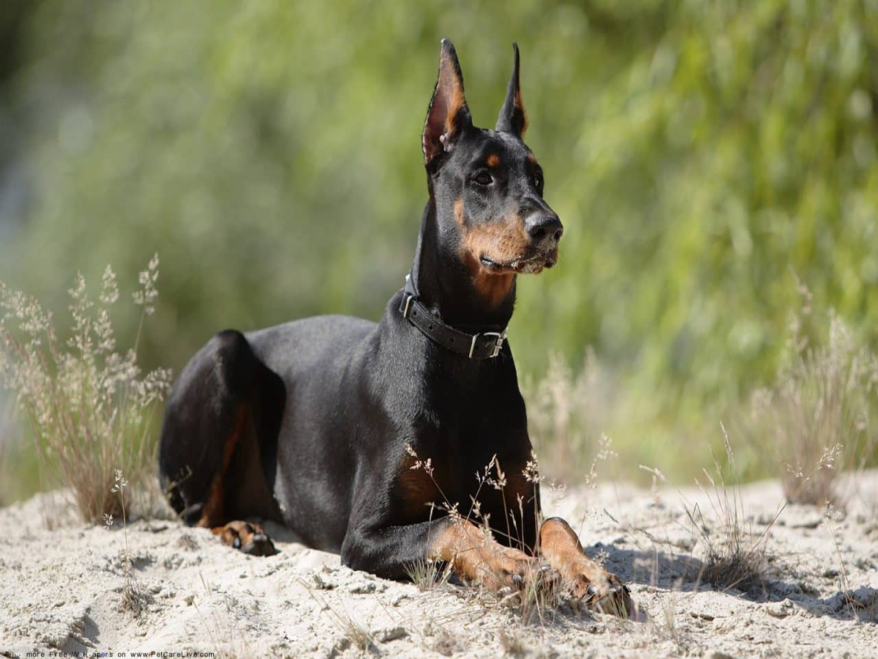 Doberman Wallpapers