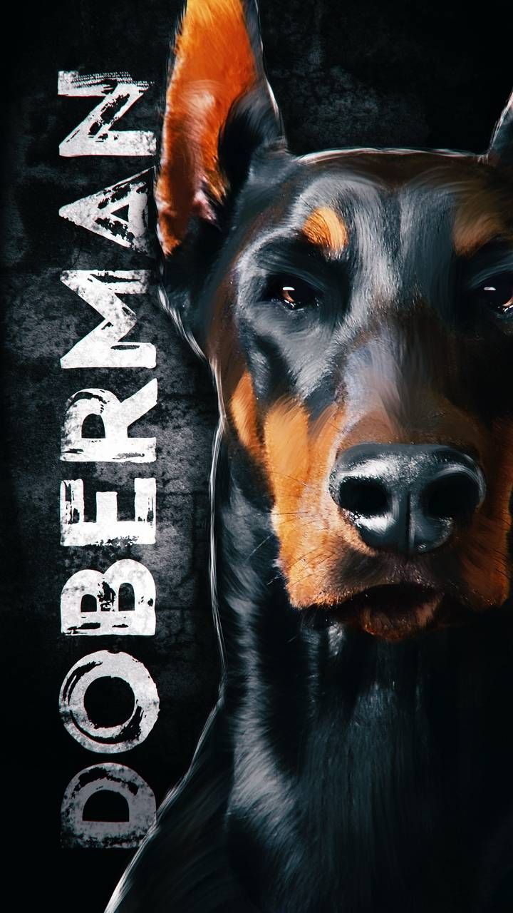 Doberman Iphone Wallpapers