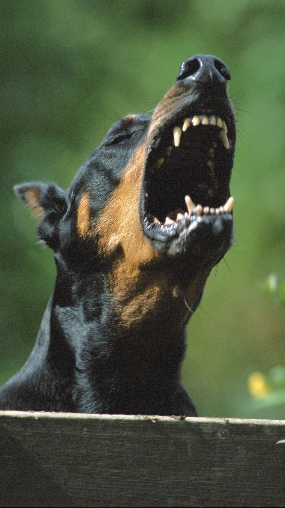 Doberman Iphone Wallpapers