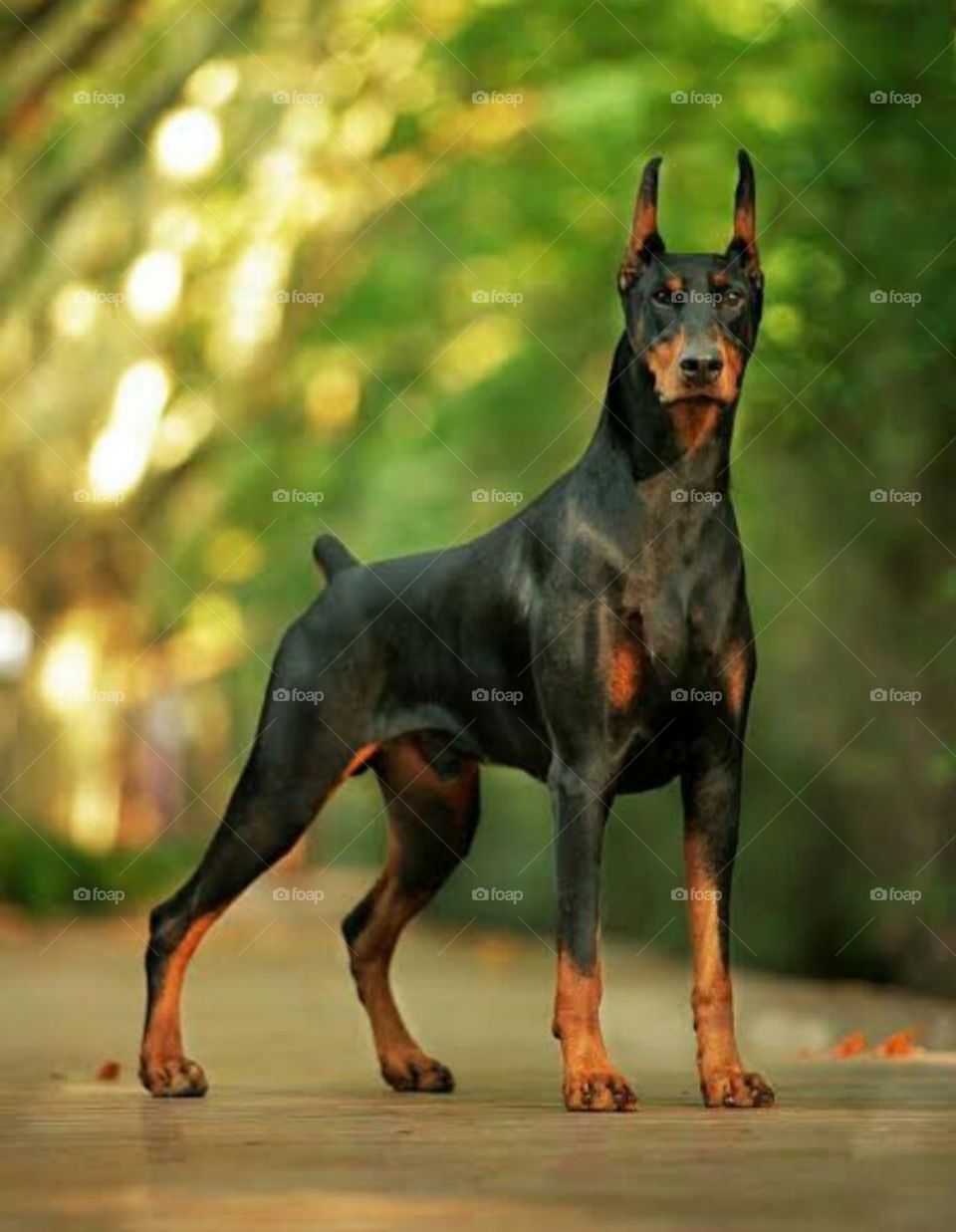 Doberman Iphone Wallpapers