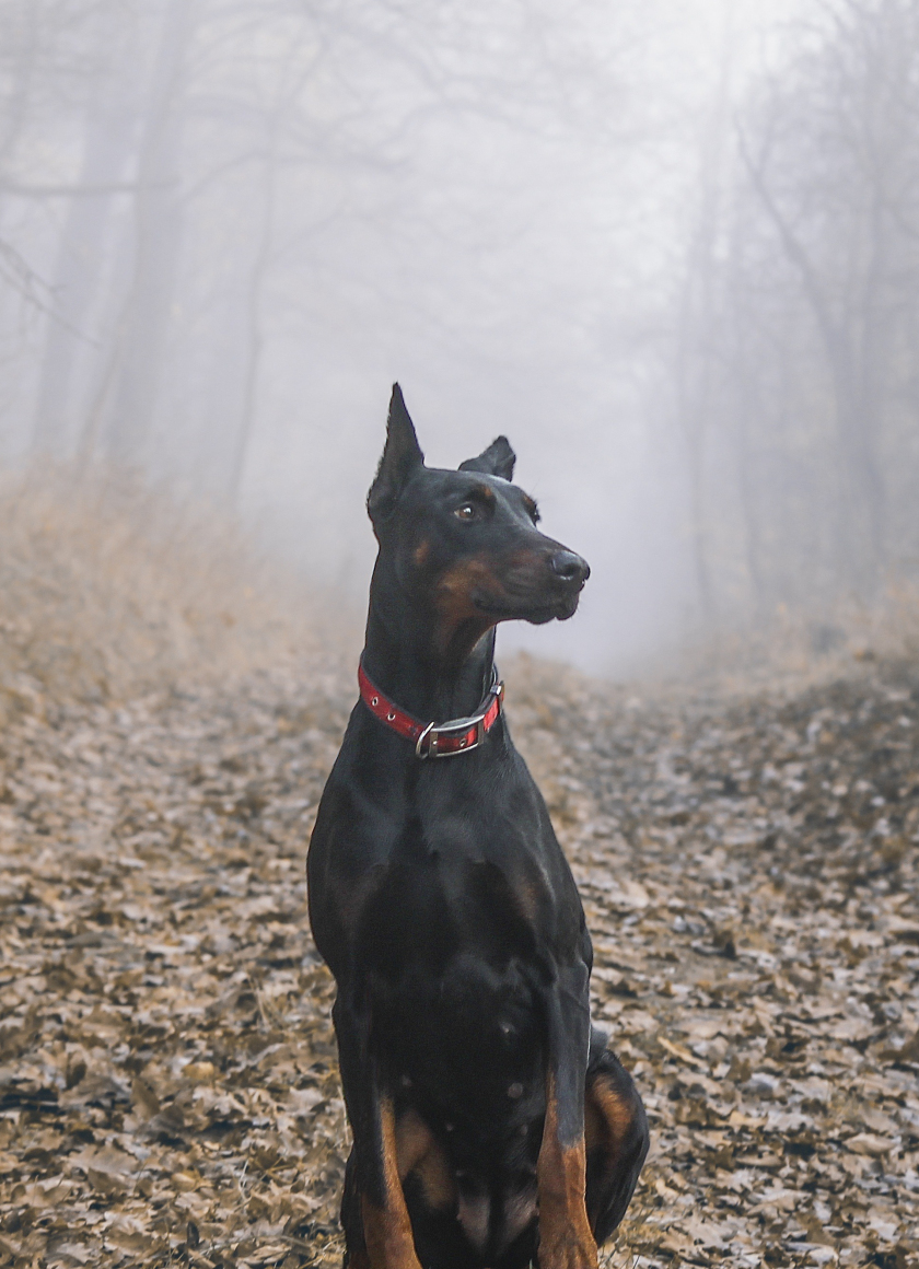 Doberman Iphone Wallpapers