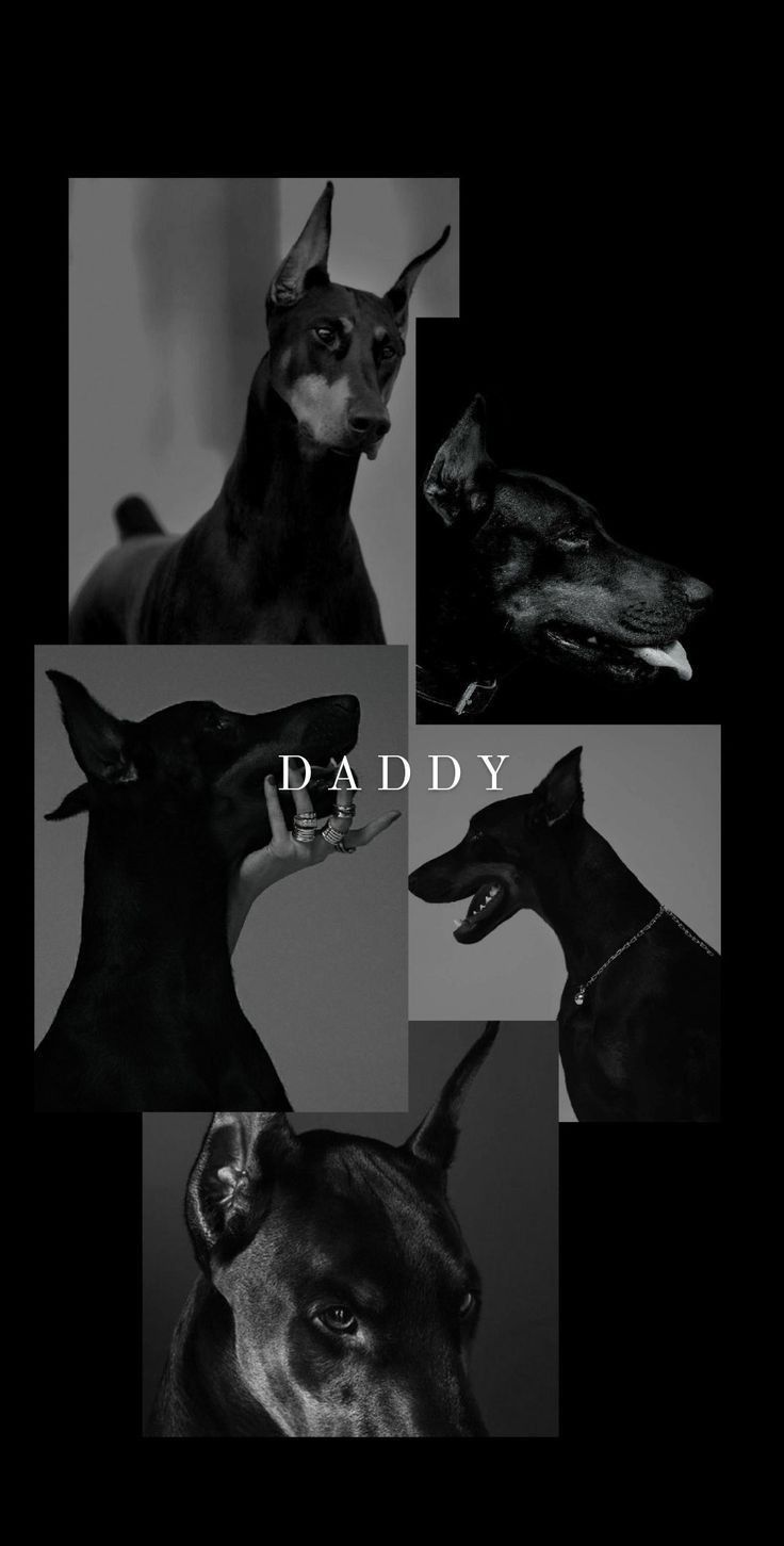 Doberman Iphone Wallpapers