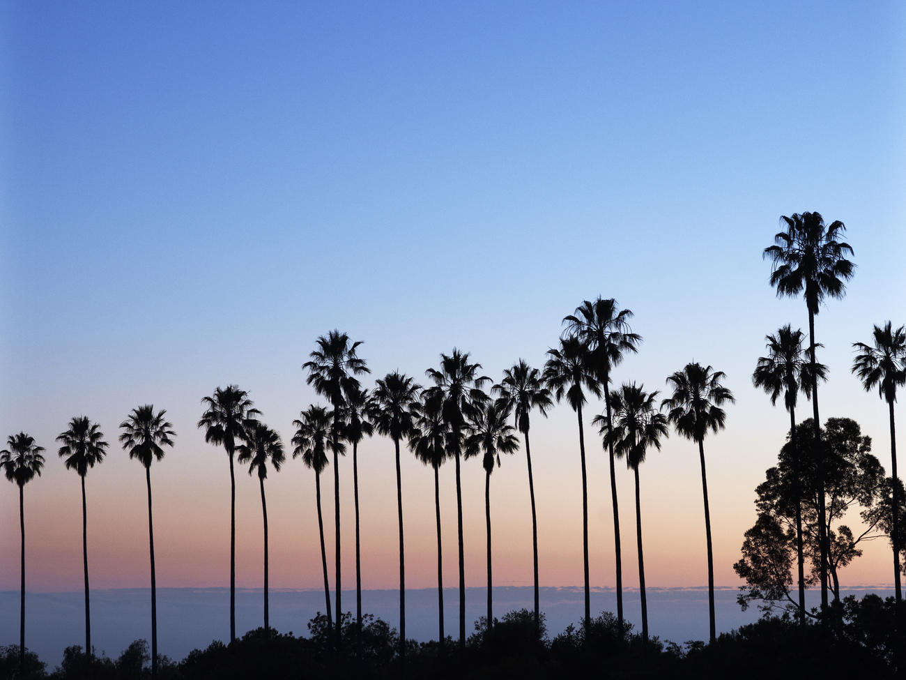 Dodger Stadium Palm Trees Wallpapers