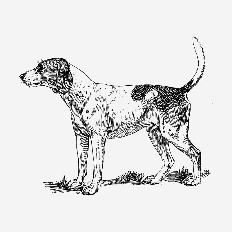 Dog Drawing Wallpapers