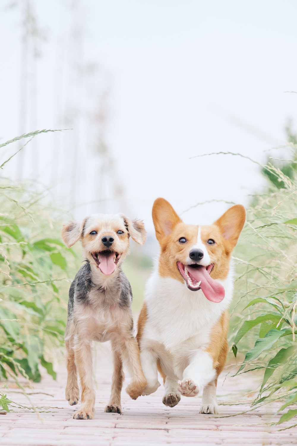Dog Family Wallpapers