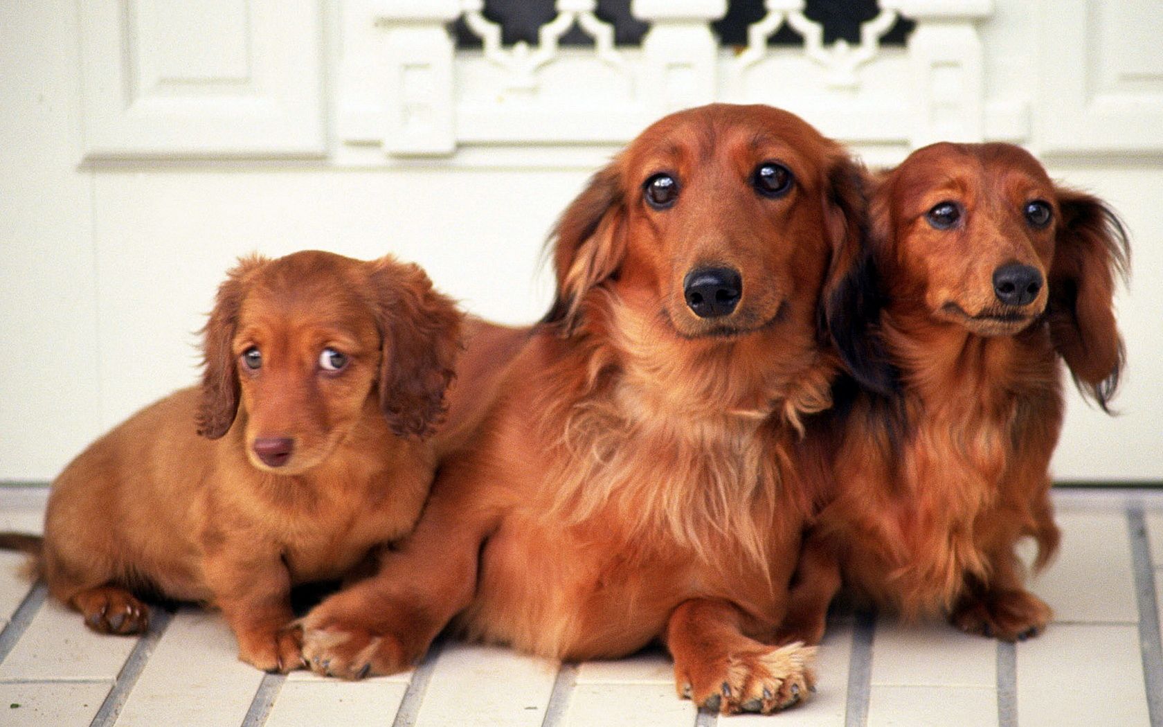 Dog Family Wallpapers