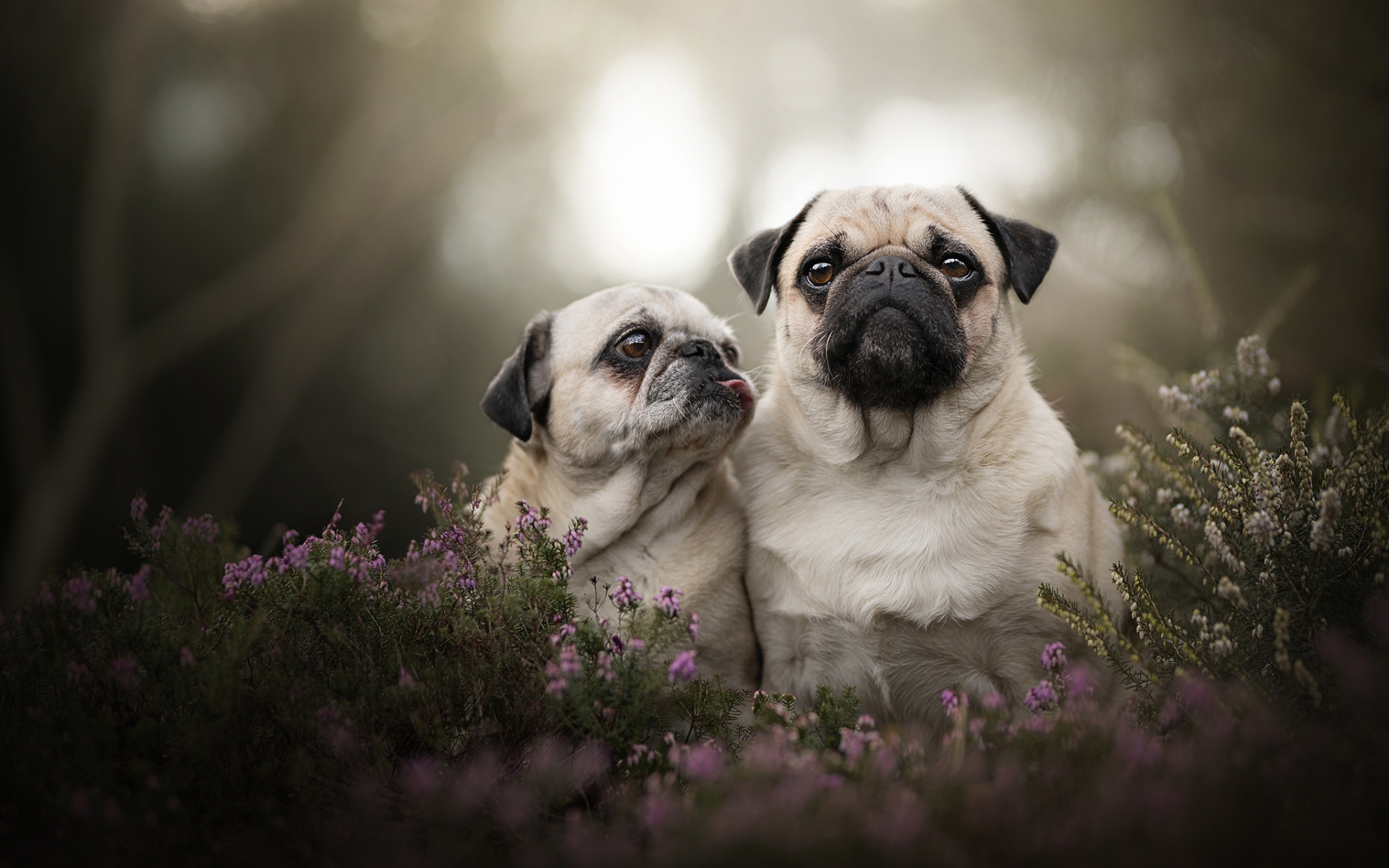 Dog Family Wallpapers