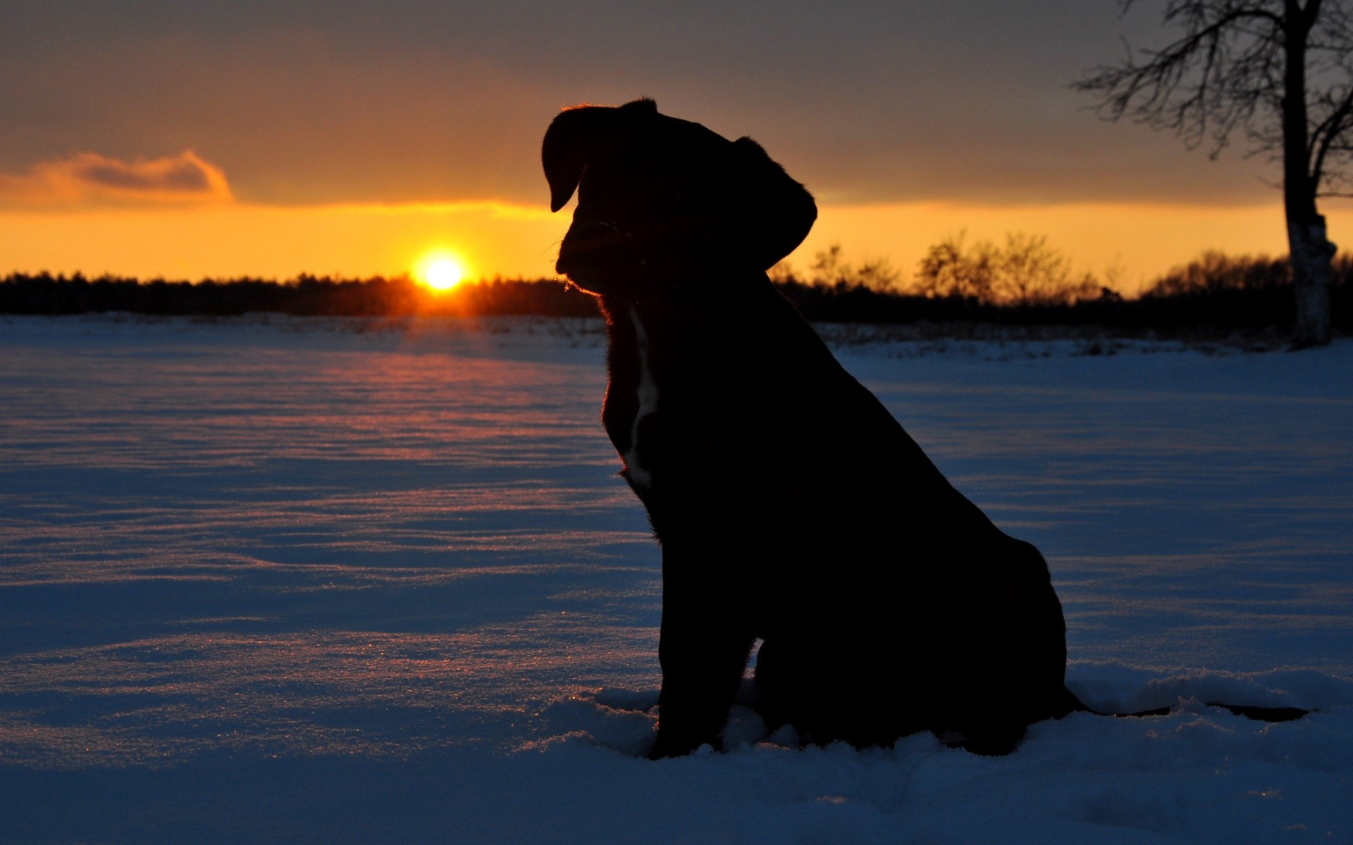 Dog Silhouette Wallpapers