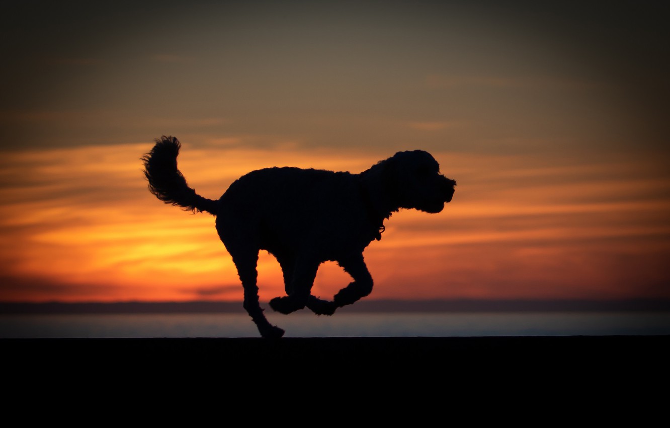 Dog Silhouette Wallpapers