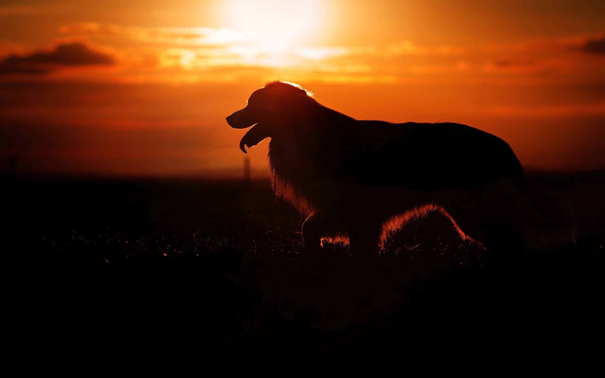 Dog Silhouette Wallpapers