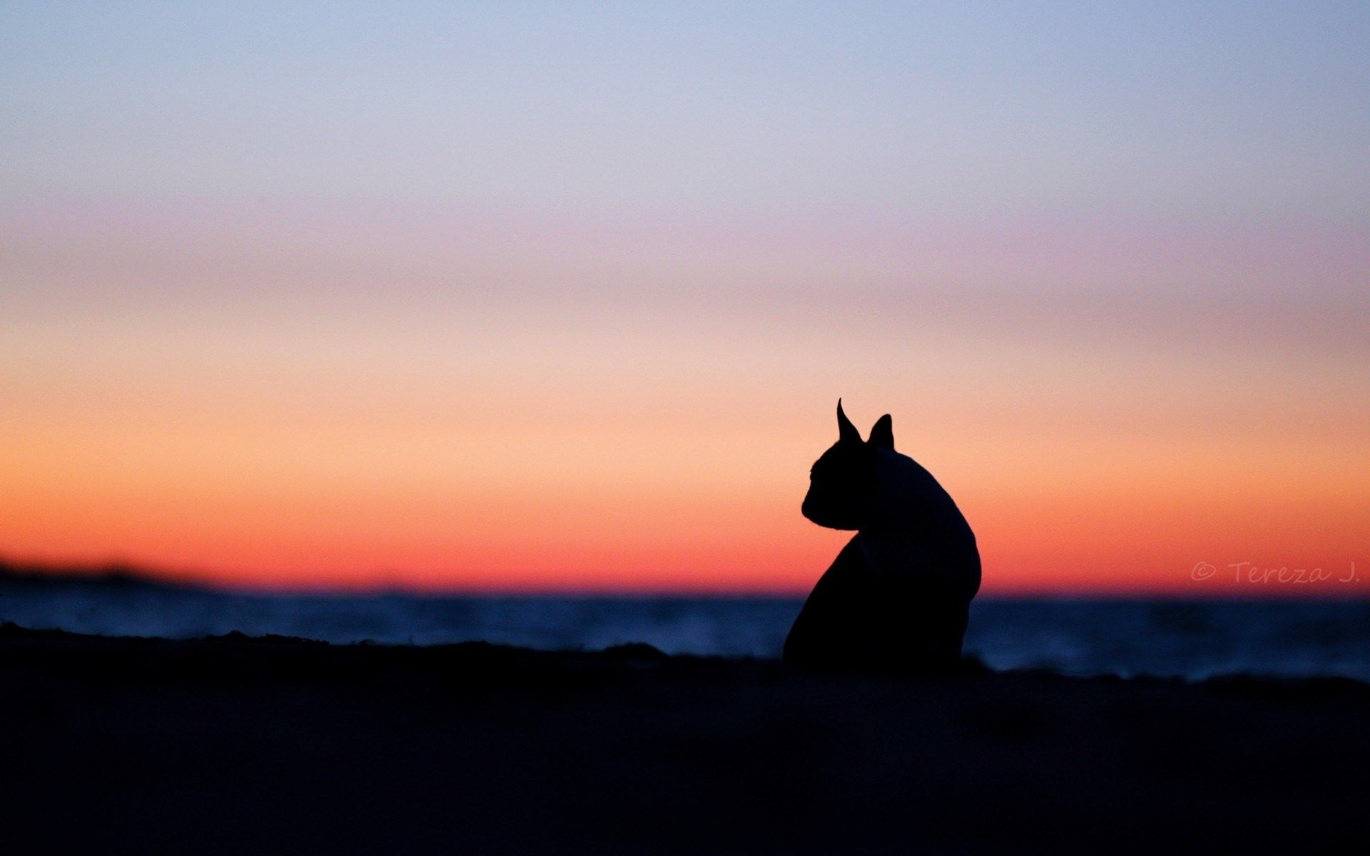 Dog Silhouette Wallpapers