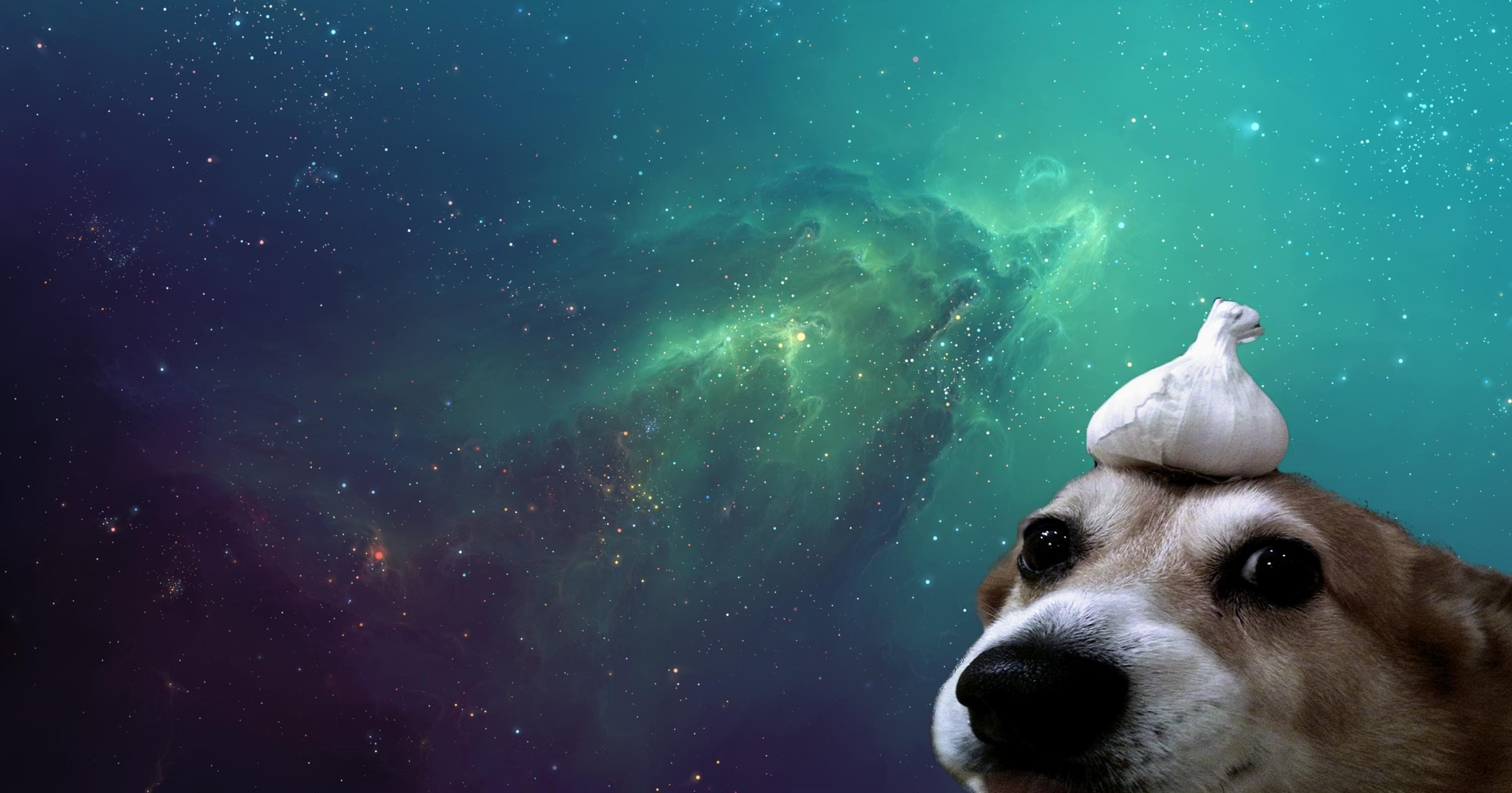 Dog Wallpapper Wallpapers