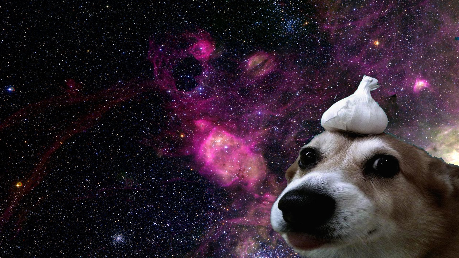 Dog With Garlic On Head In Space Wallpapers