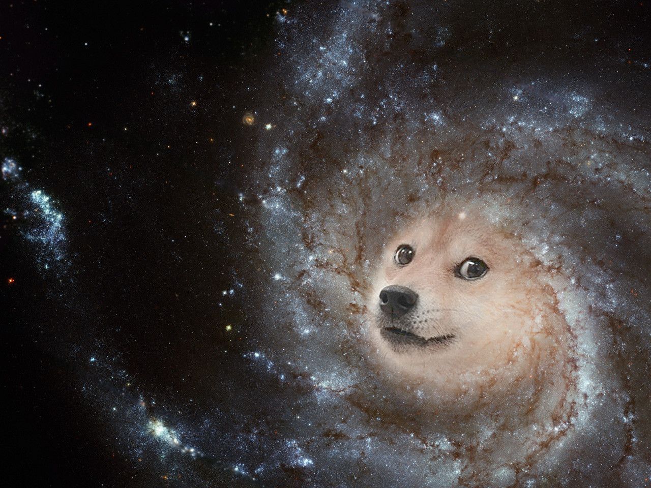 Dog With Garlic On Head In Space Wallpapers