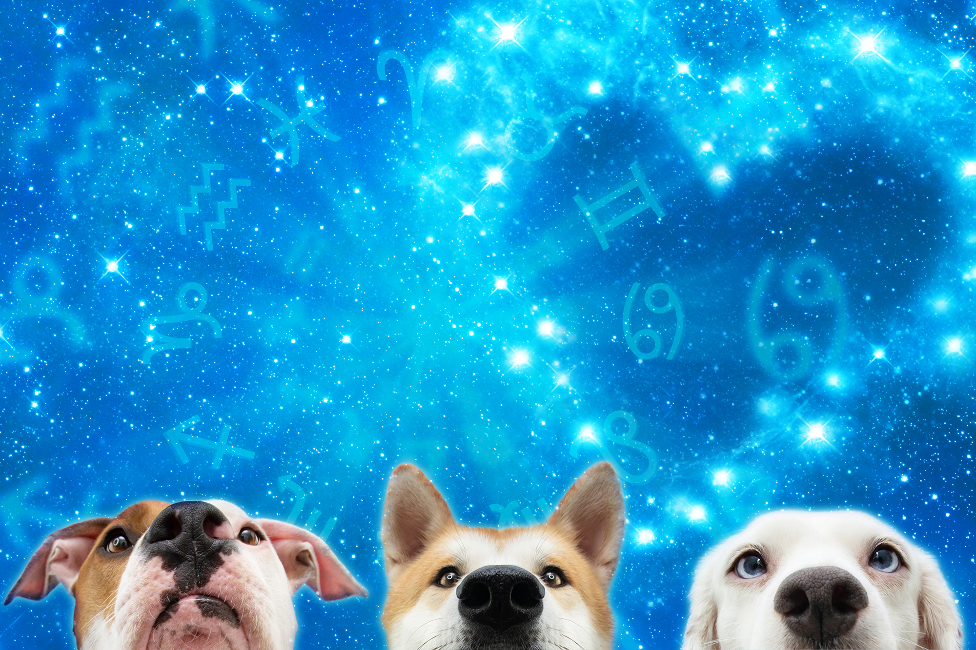 Dog With Garlic On Head In Space Wallpapers