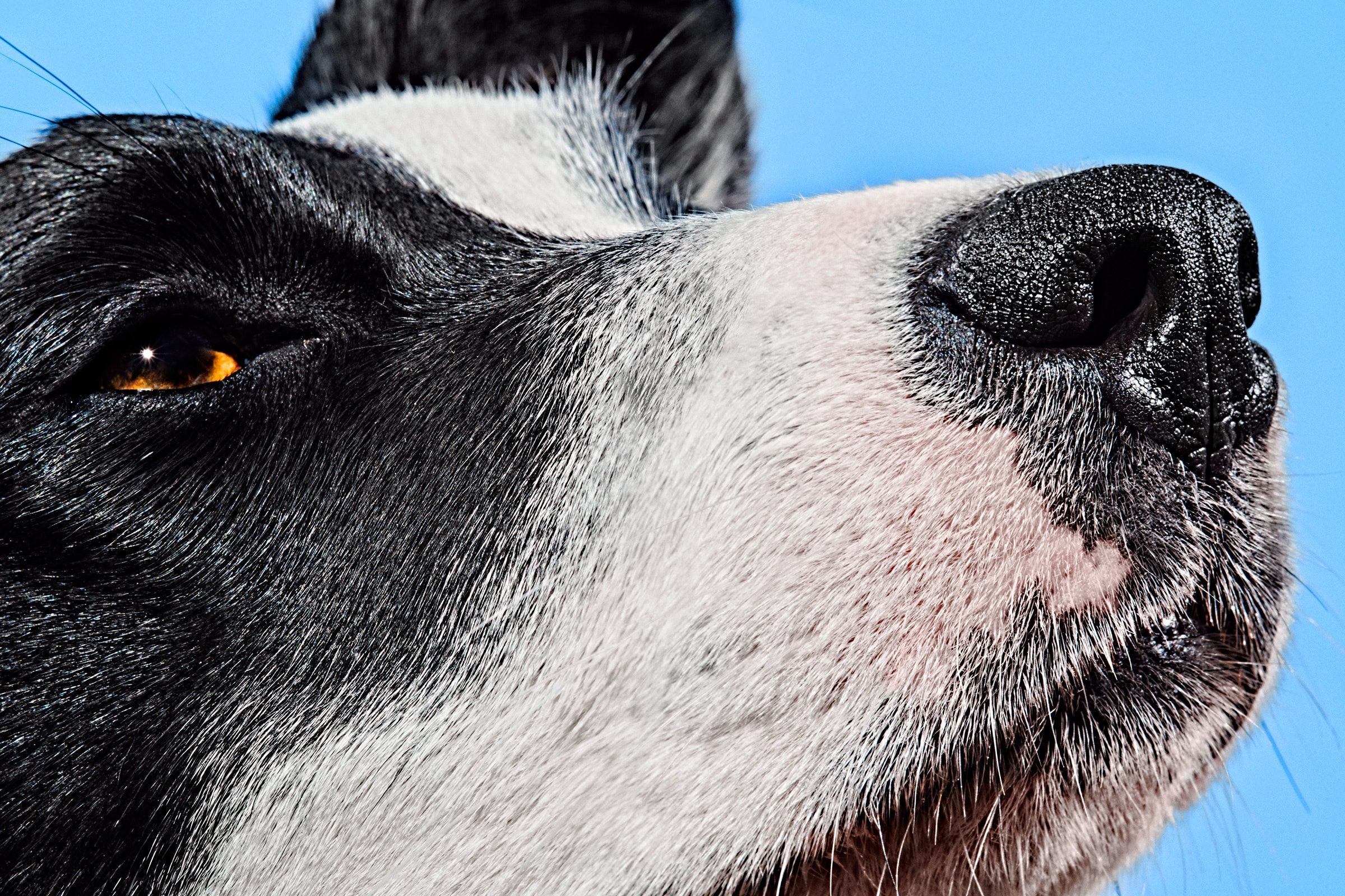 Dog With Garlic On Head In Space Wallpapers