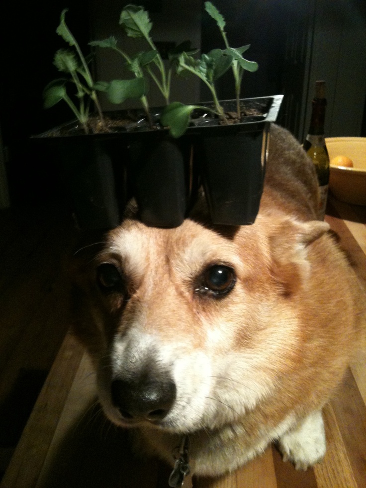 Dog With Garlic On Head In Space Wallpapers