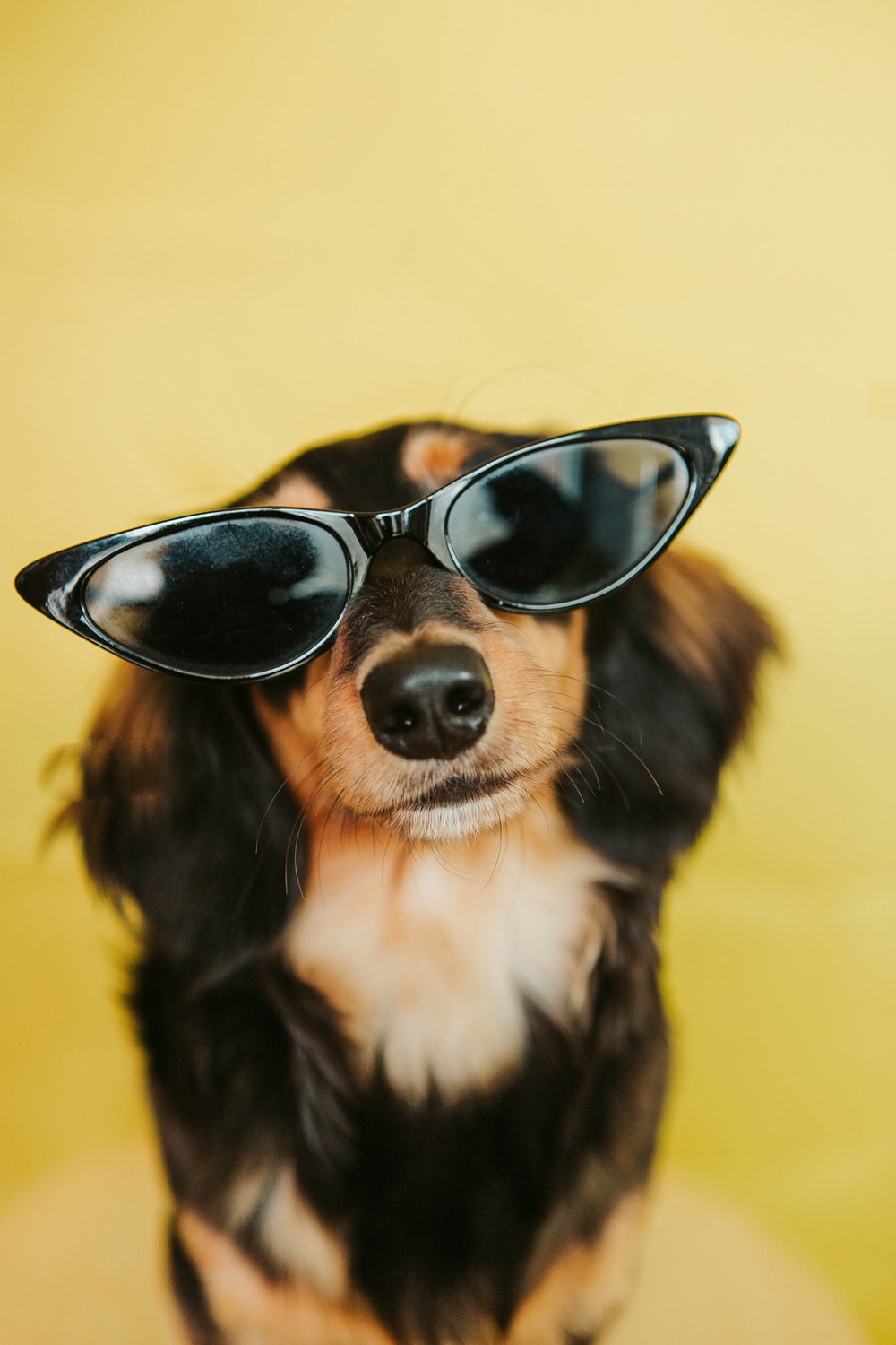 Dog With Sunglasses Wallpapers