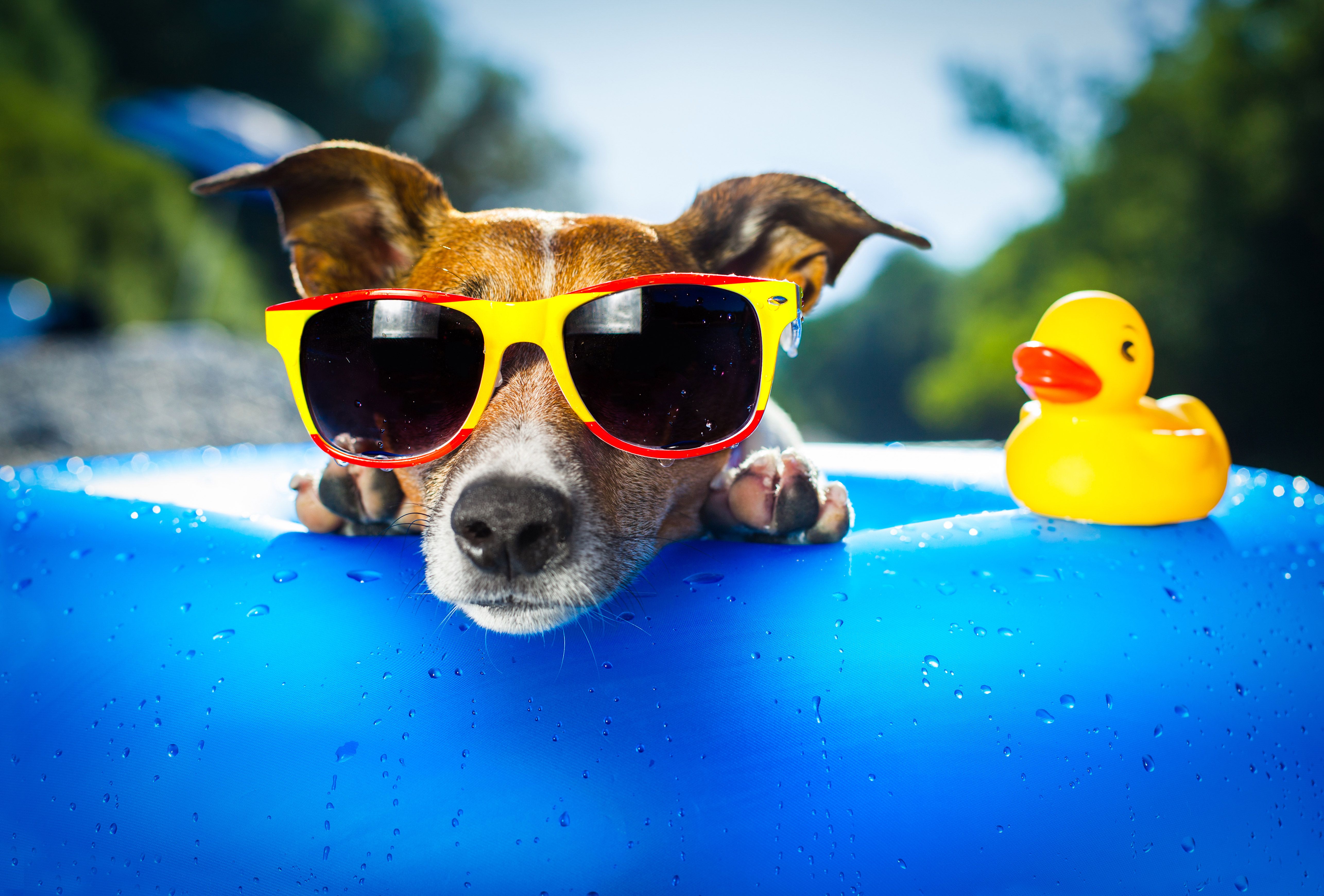 Dog With Sunglasses Wallpapers