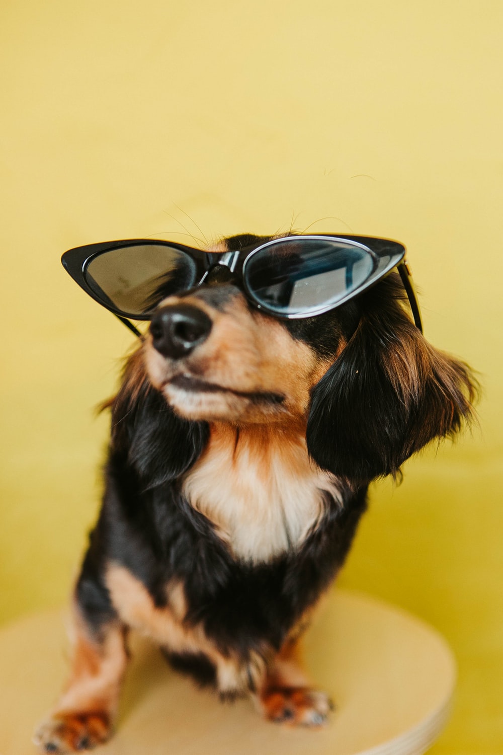 Dog With Sunglasses Wallpapers