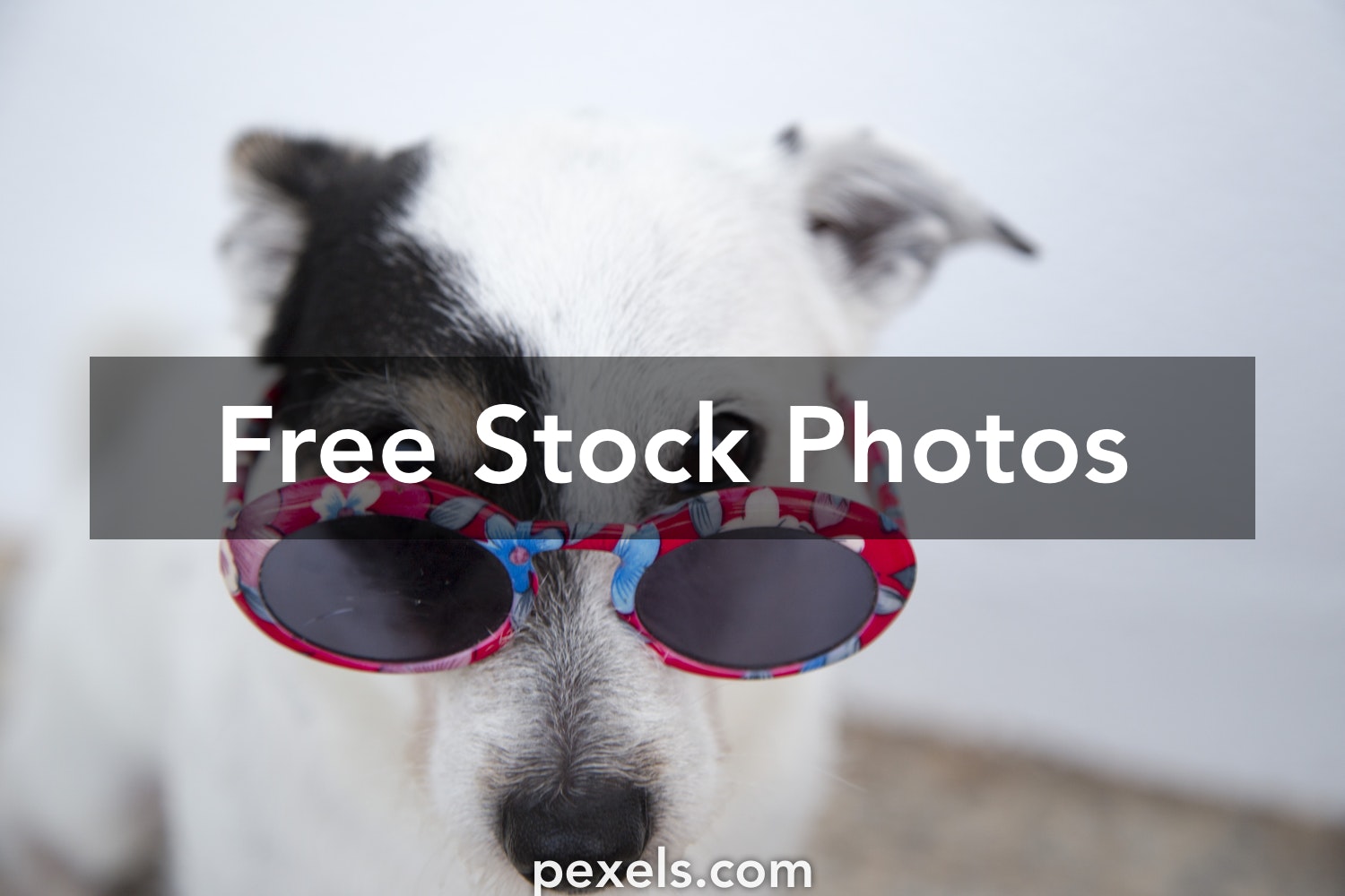 Dog With Sunglasses Wallpapers