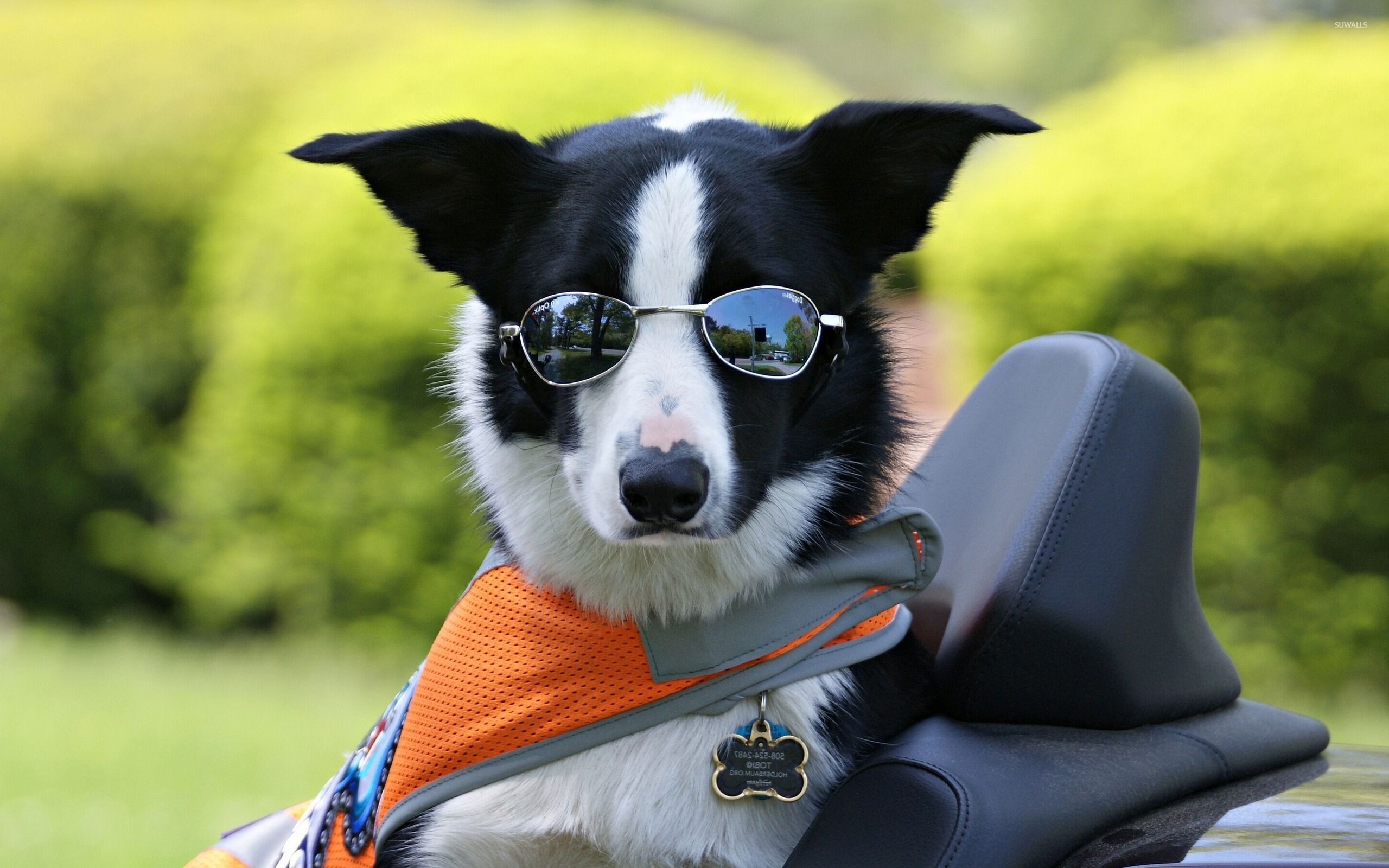 Dog With Sunglasses Wallpapers