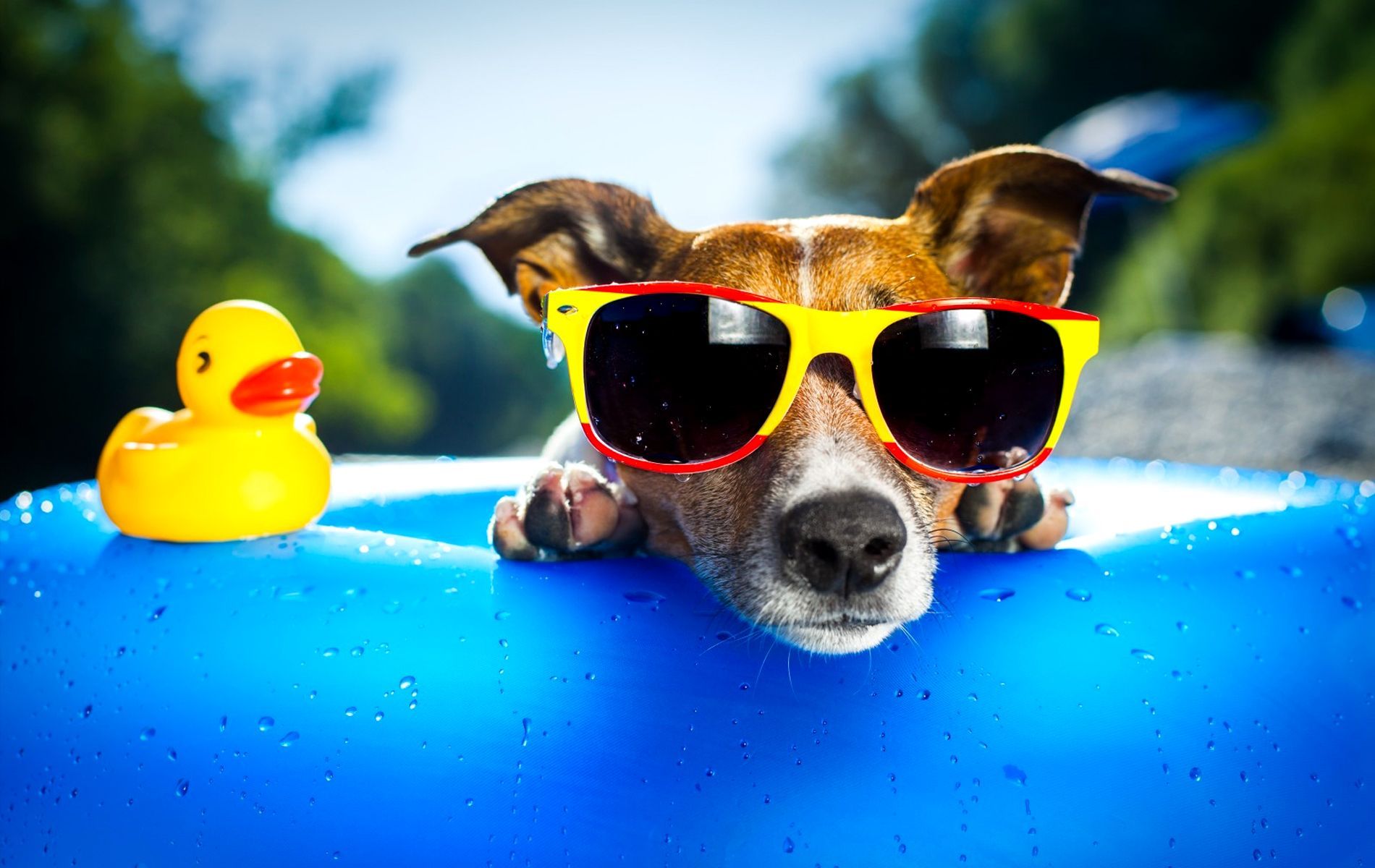 Dog With Sunglasses Wallpapers