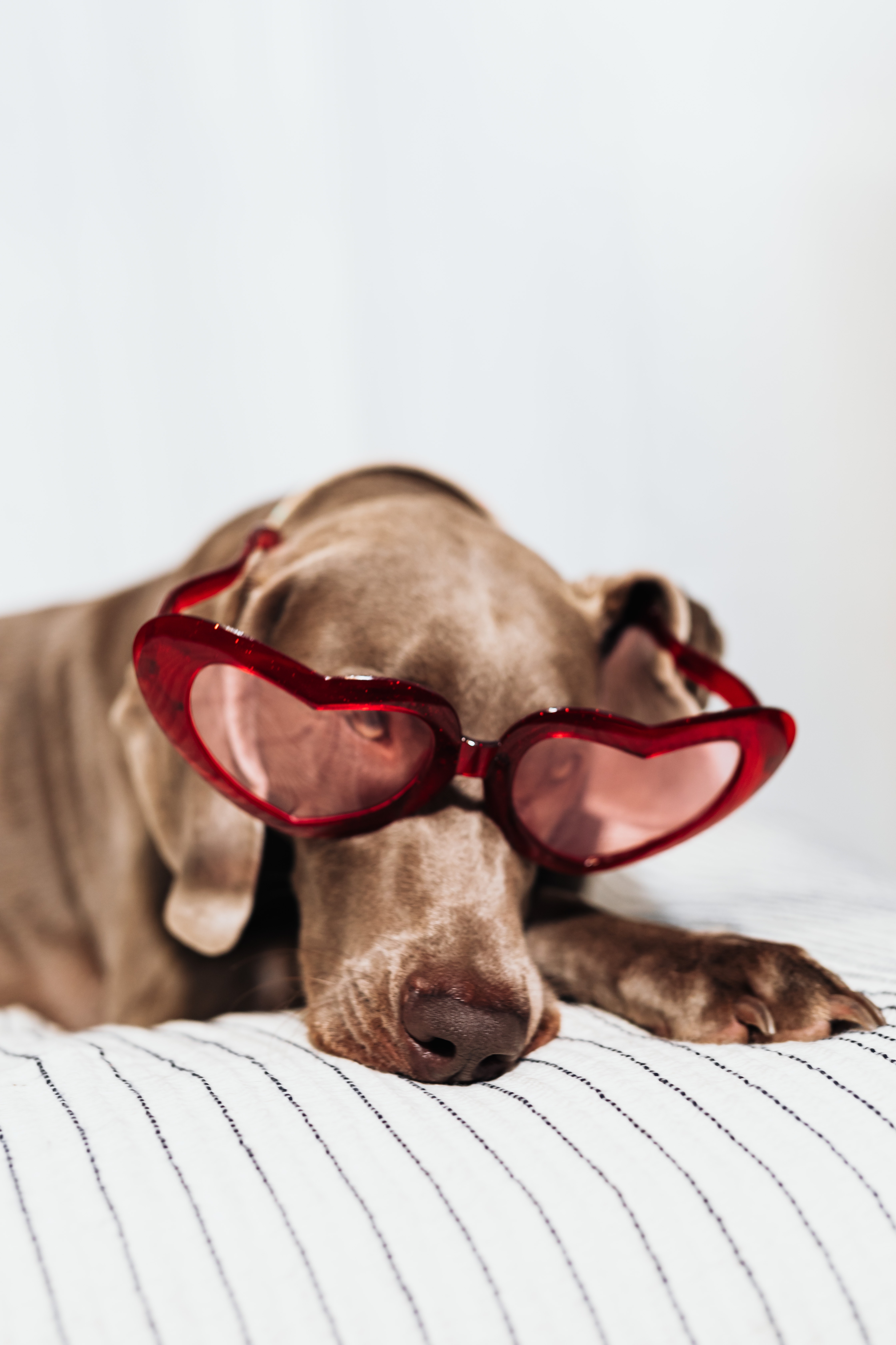 Dog With Sunglasses Wallpapers