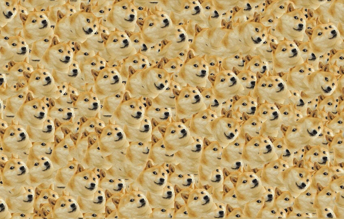 Doge Wallpapers