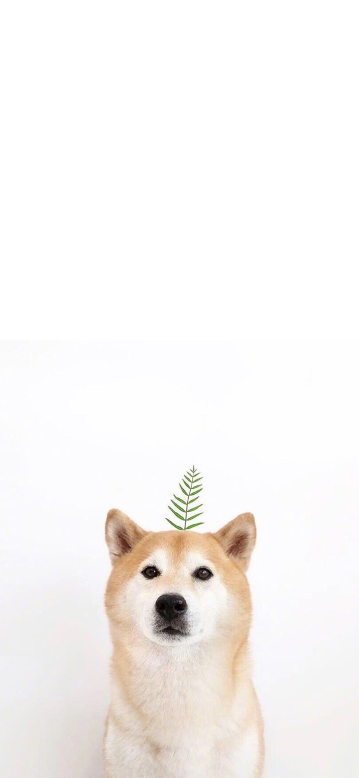 Doge Iphone Wallpapers