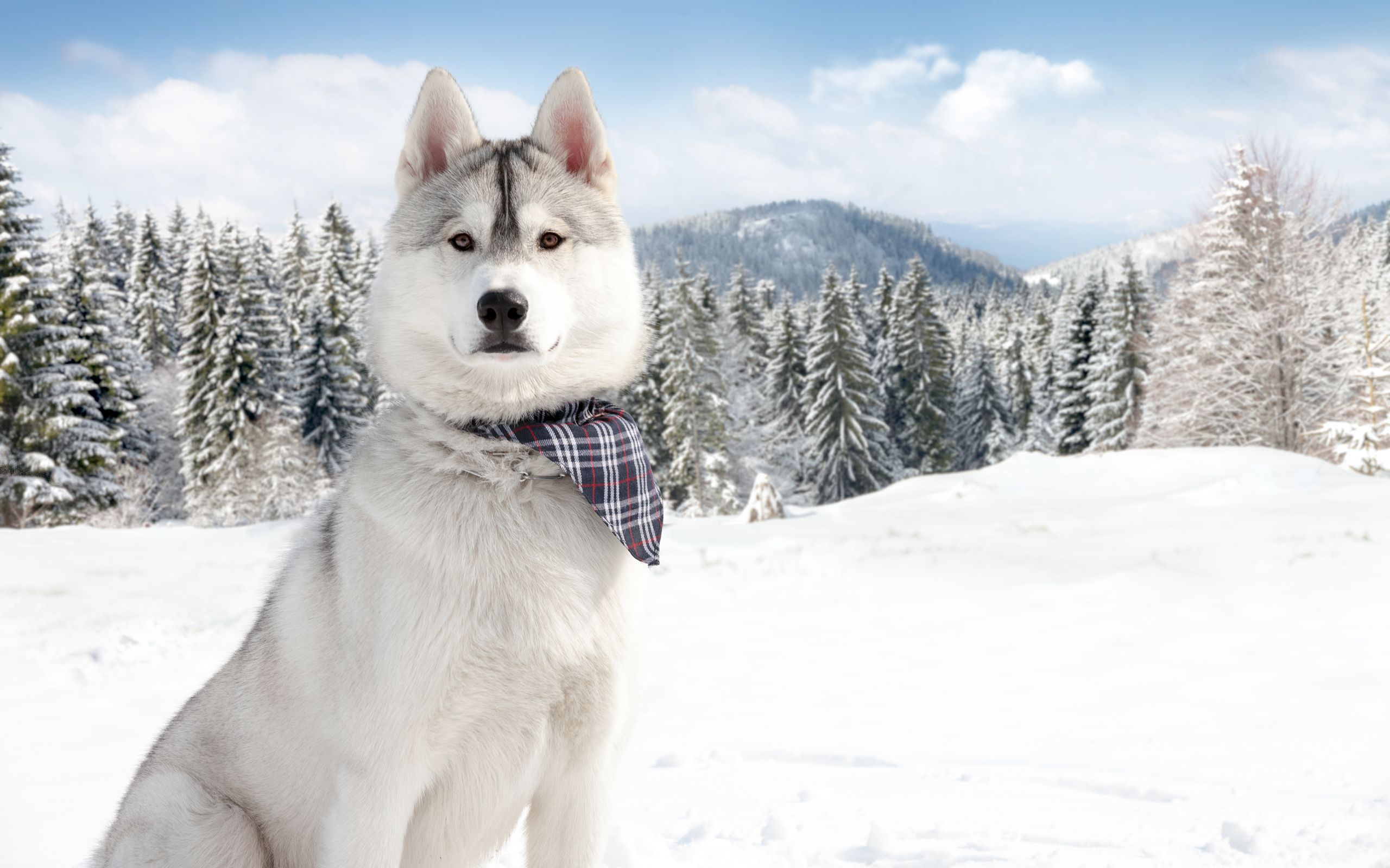 Dogs In Snow Wallpapers