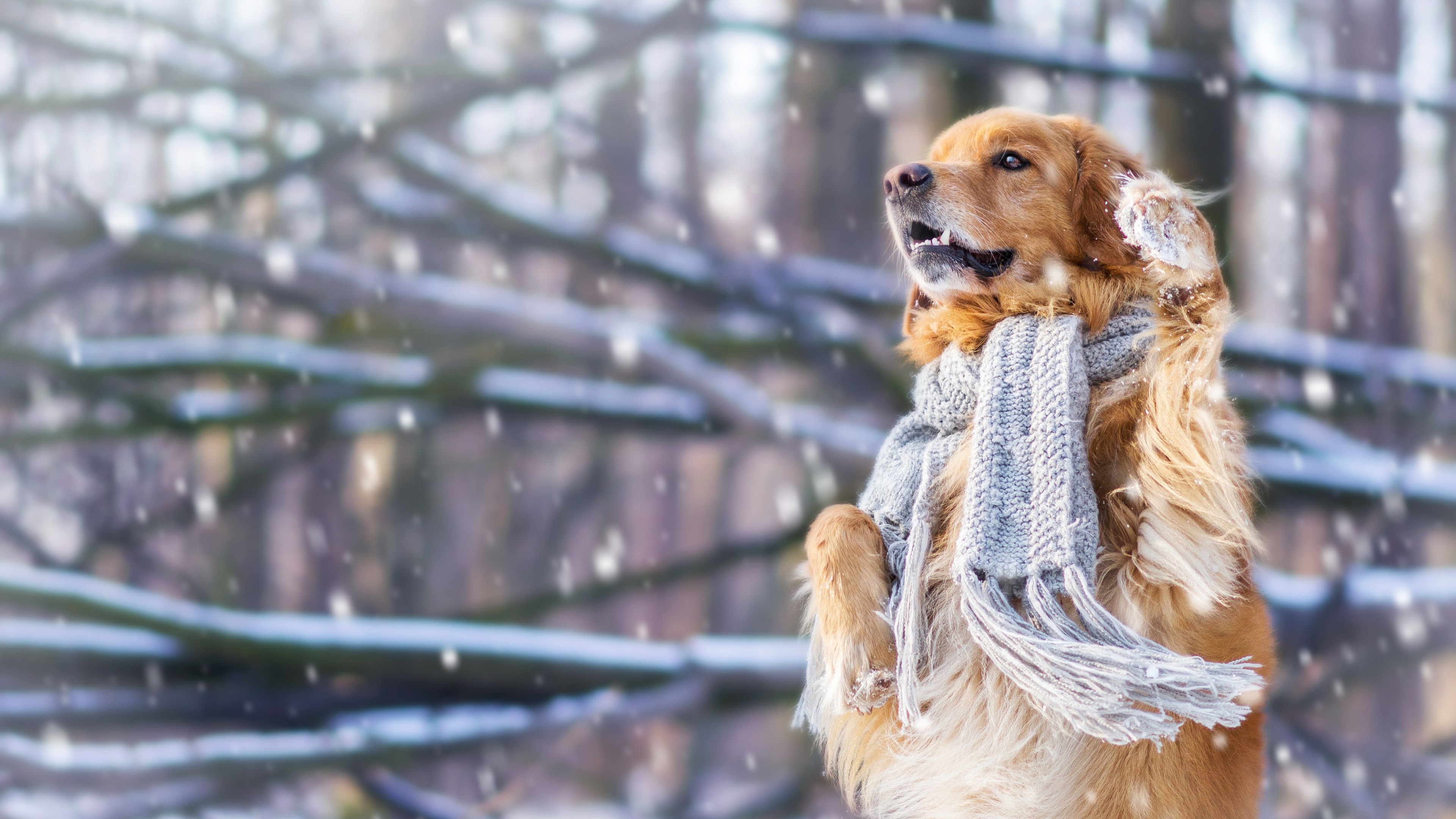 Dogs In Snow Wallpapers