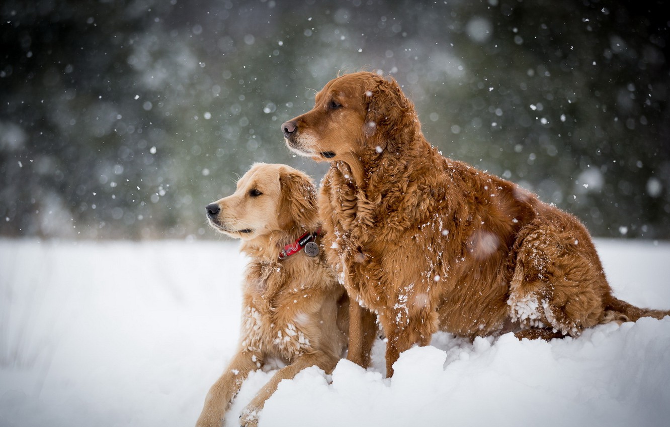 Dogs In Snow Wallpapers