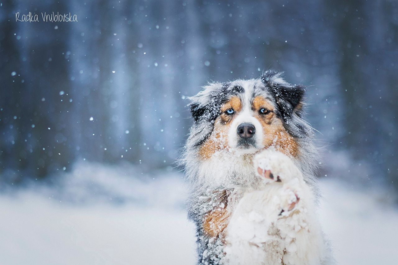 Dogs In Snow Wallpapers