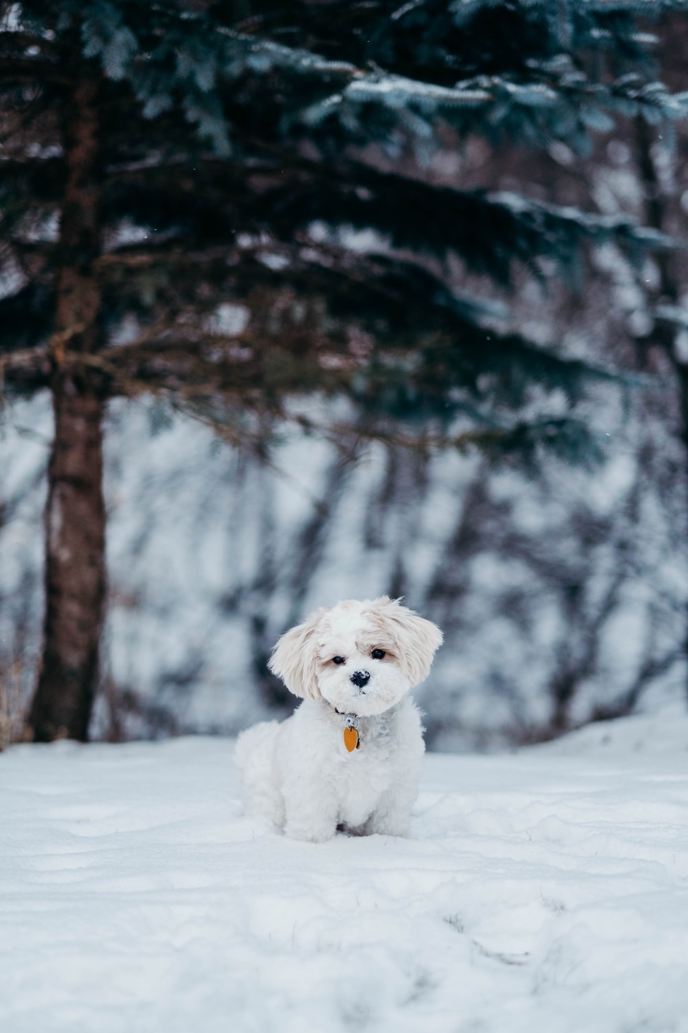 Dogs In Snow Wallpapers