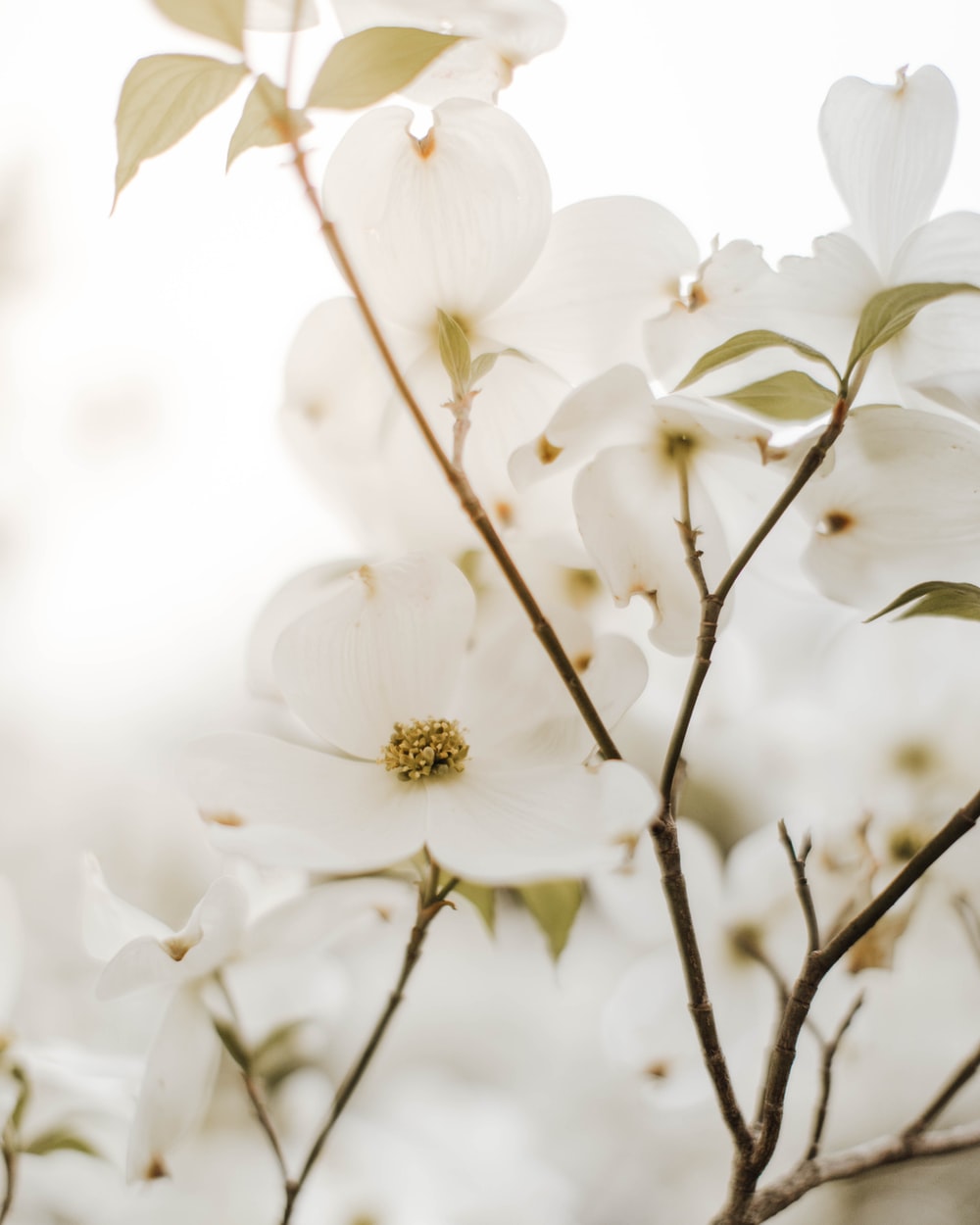 Dogwood Tree Wallpapers