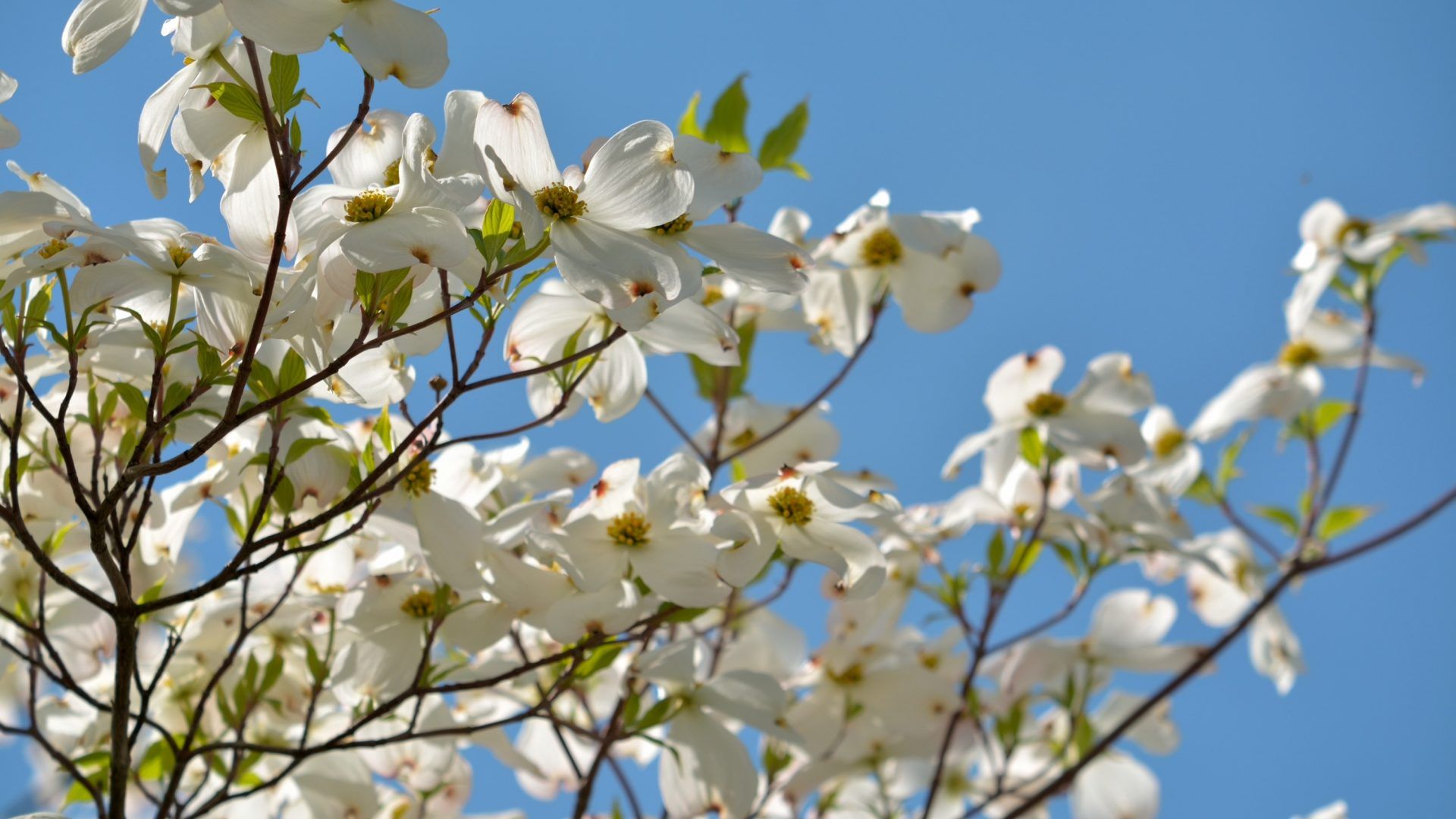 Dogwood Tree Wallpapers