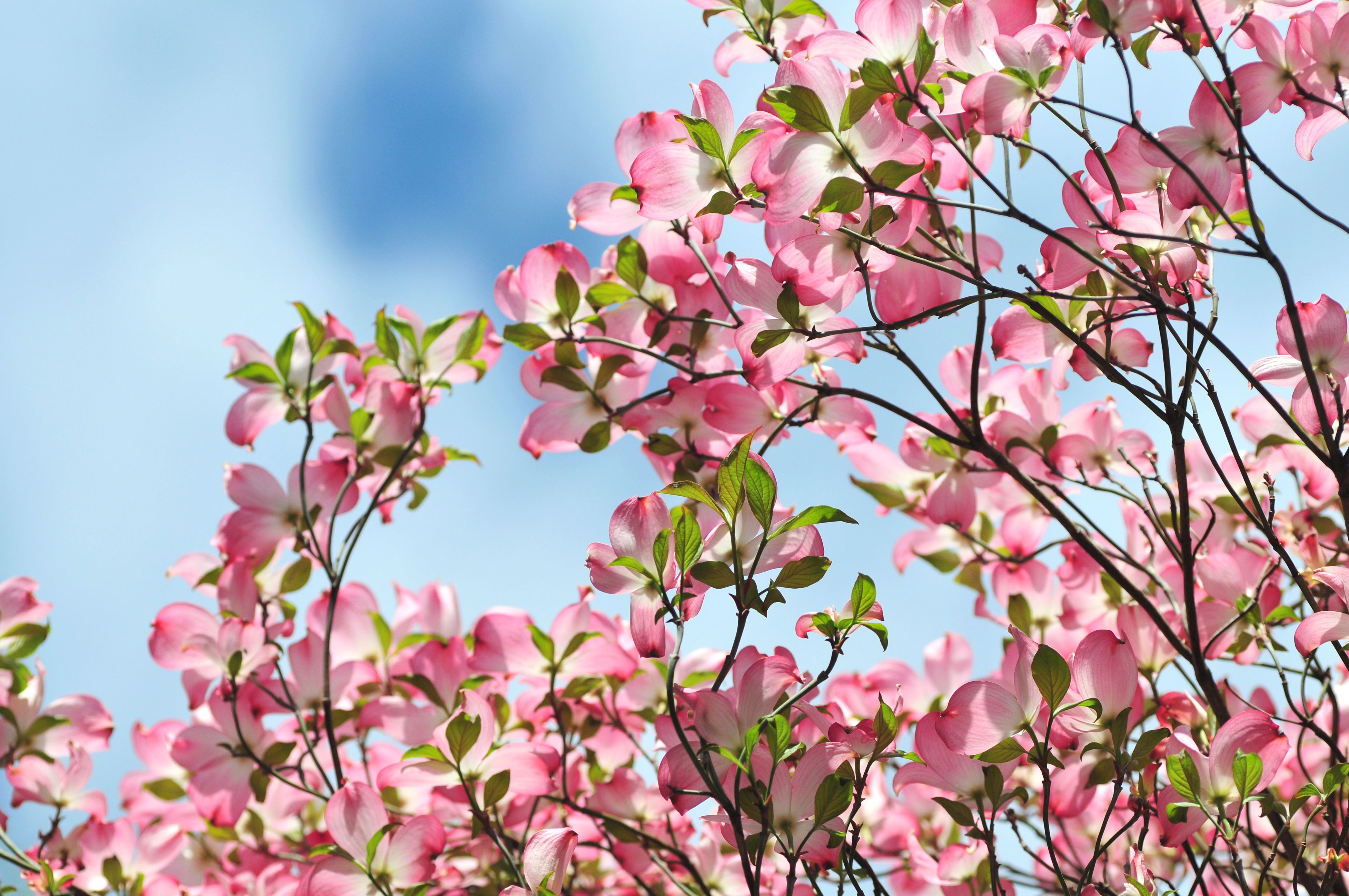 Dogwood Tree Wallpapers