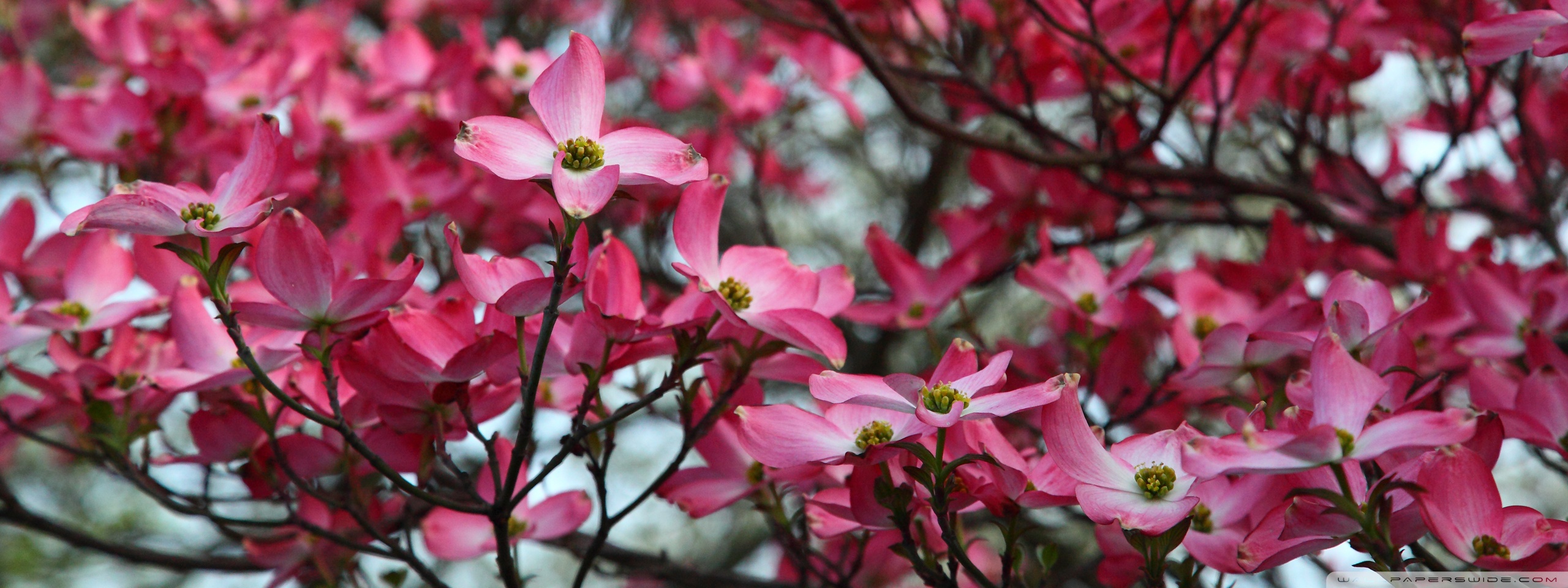 Dogwood Tree Wallpapers