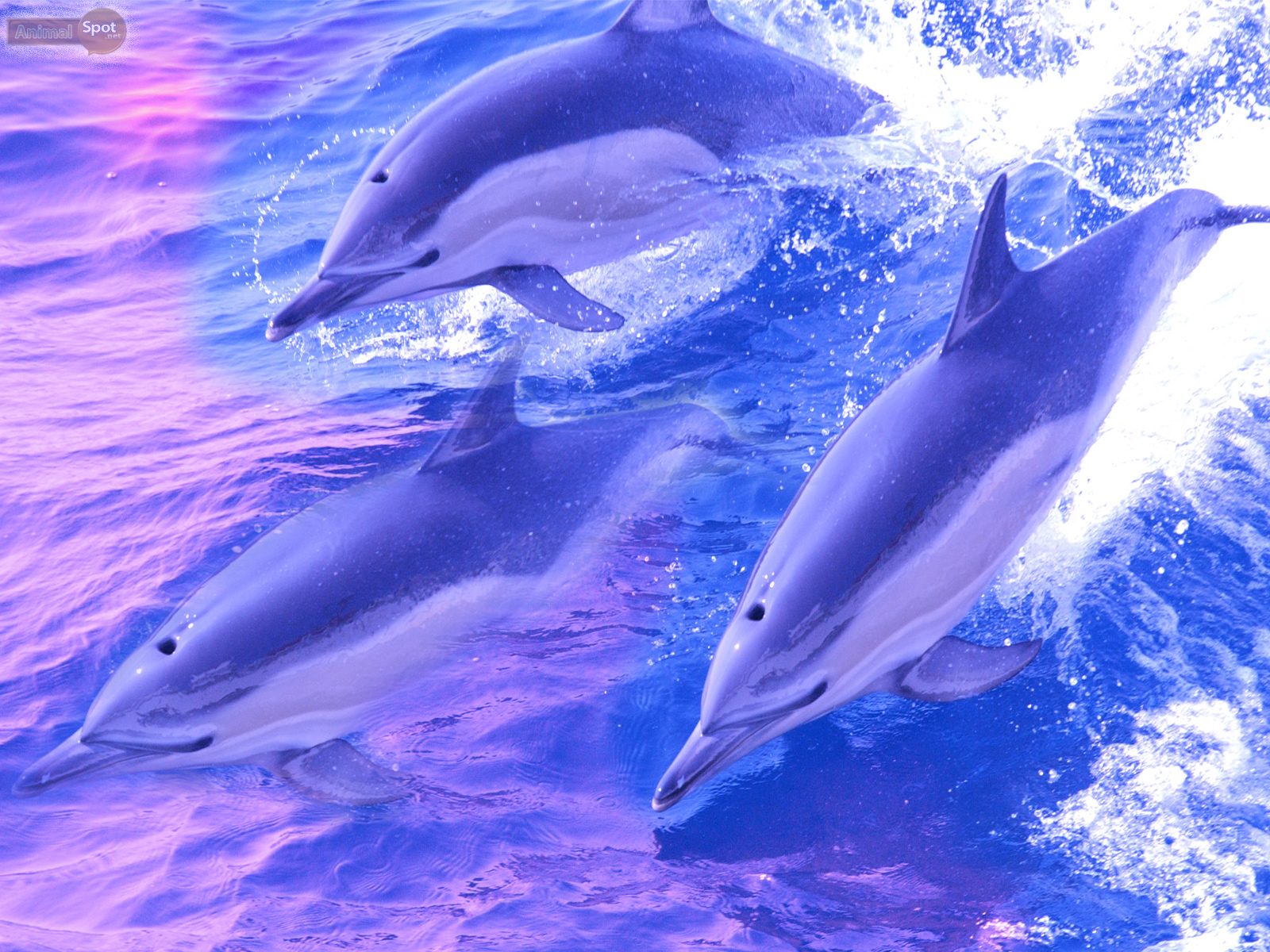 Dolphin Desktop Wallpapers