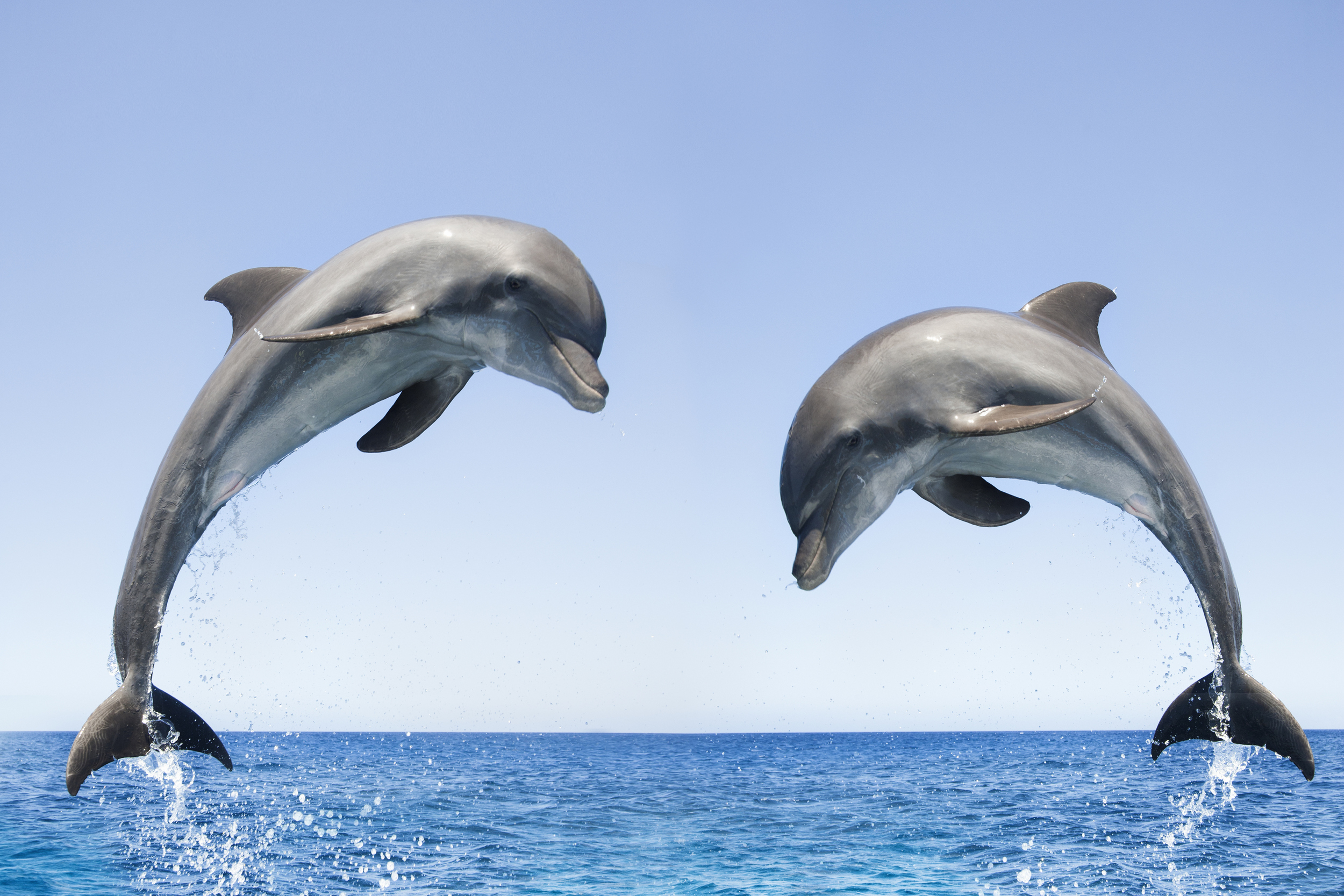 Dolphin Desktop Wallpapers