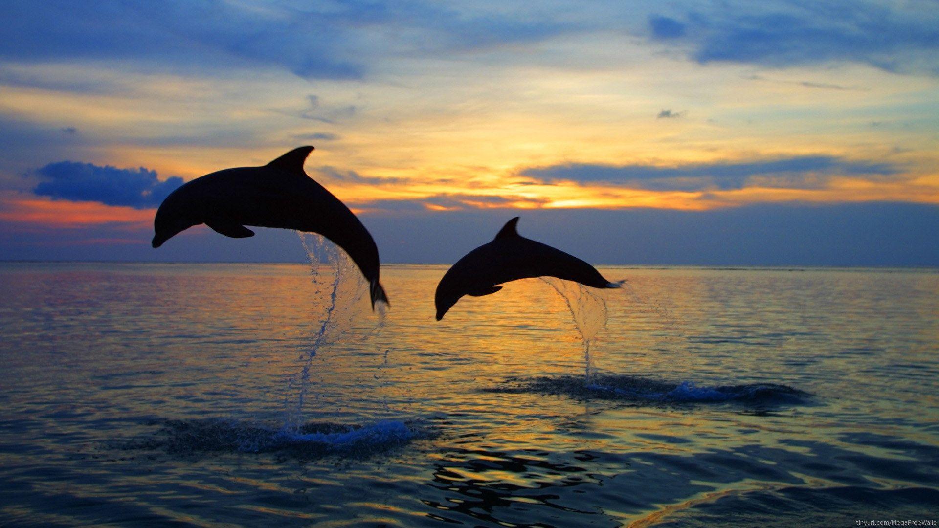 Dolphin Desktop Wallpapers