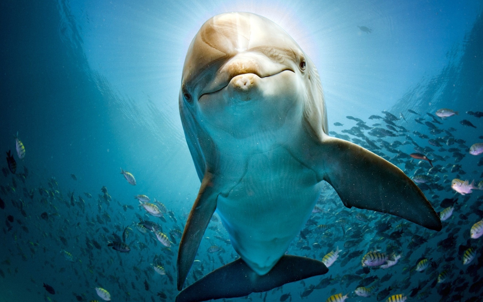 Dolphin Desktop Wallpapers