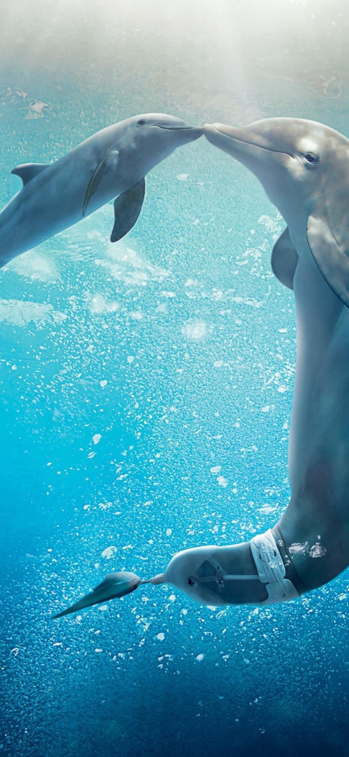 Dolphin Iphone Wallpapers