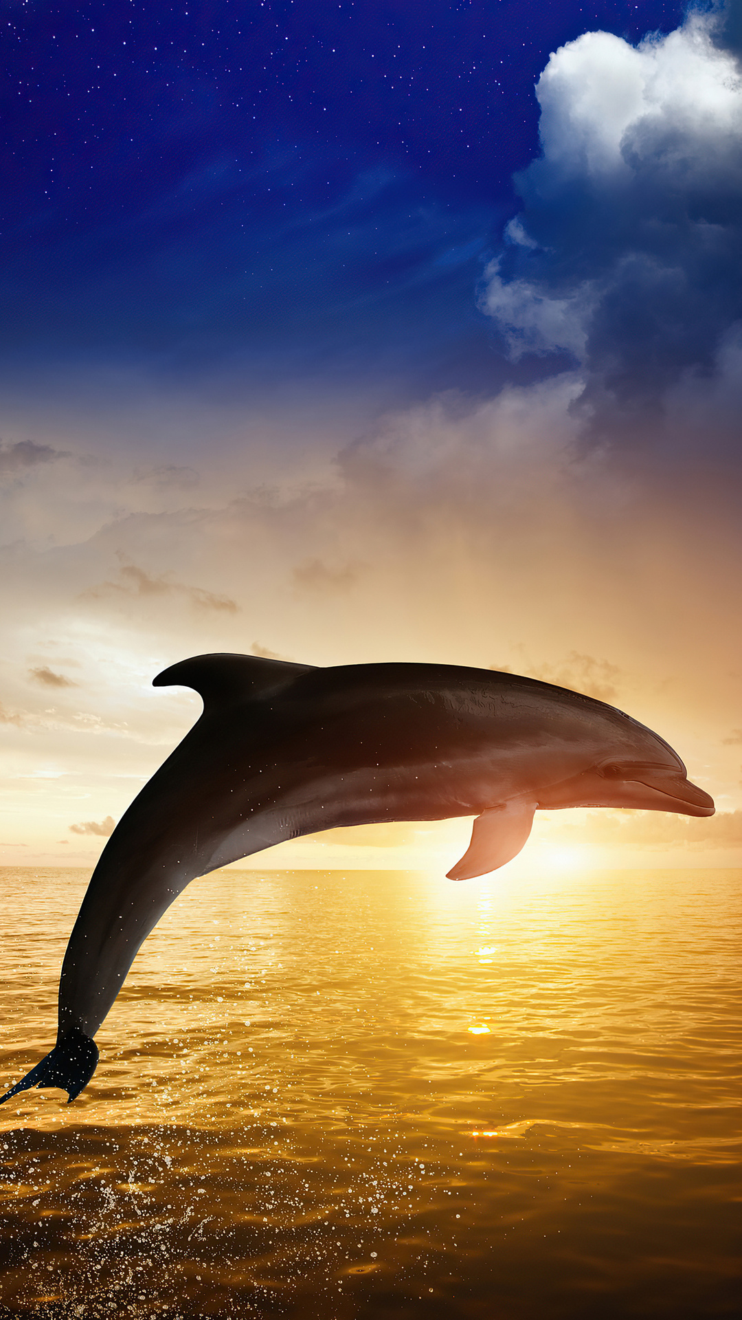 Dolphin Iphone Wallpapers