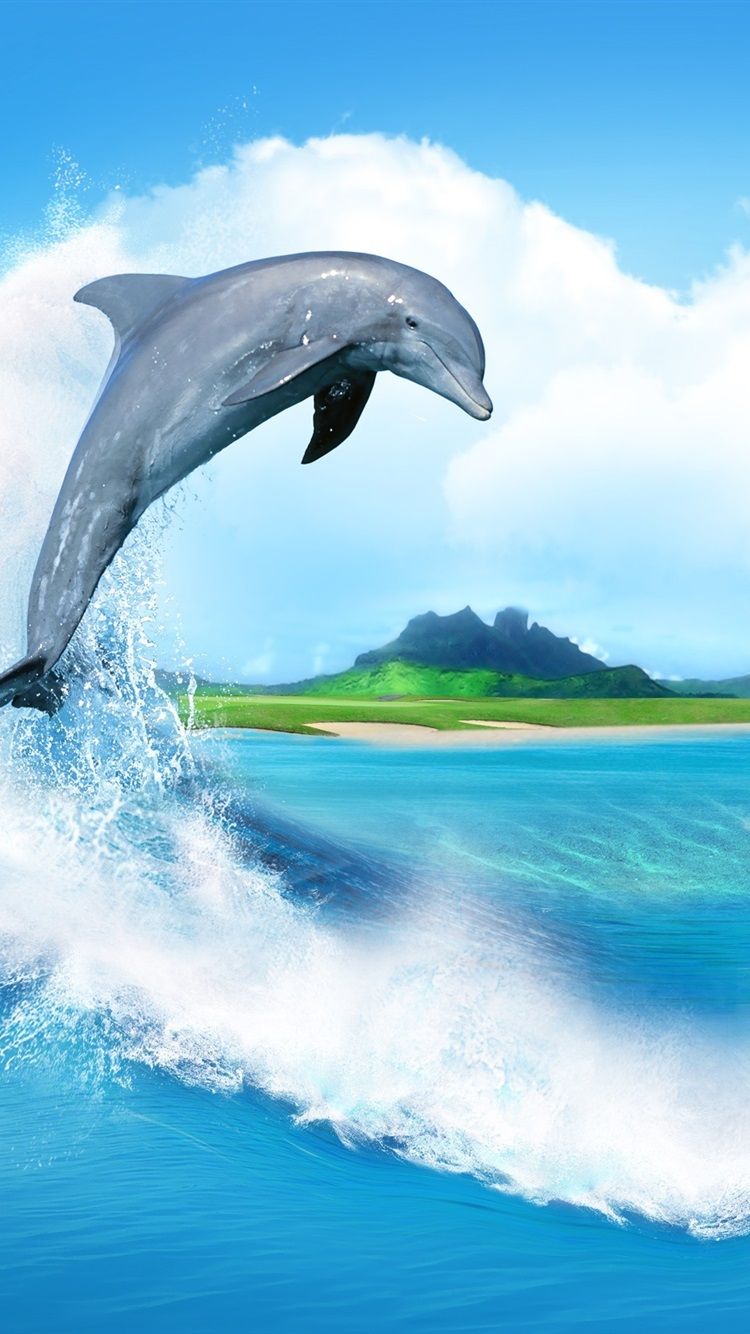 Dolphin Iphone Wallpapers