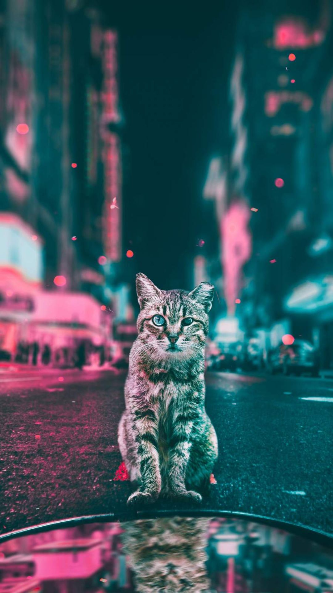 Dope Cat Wallpapers