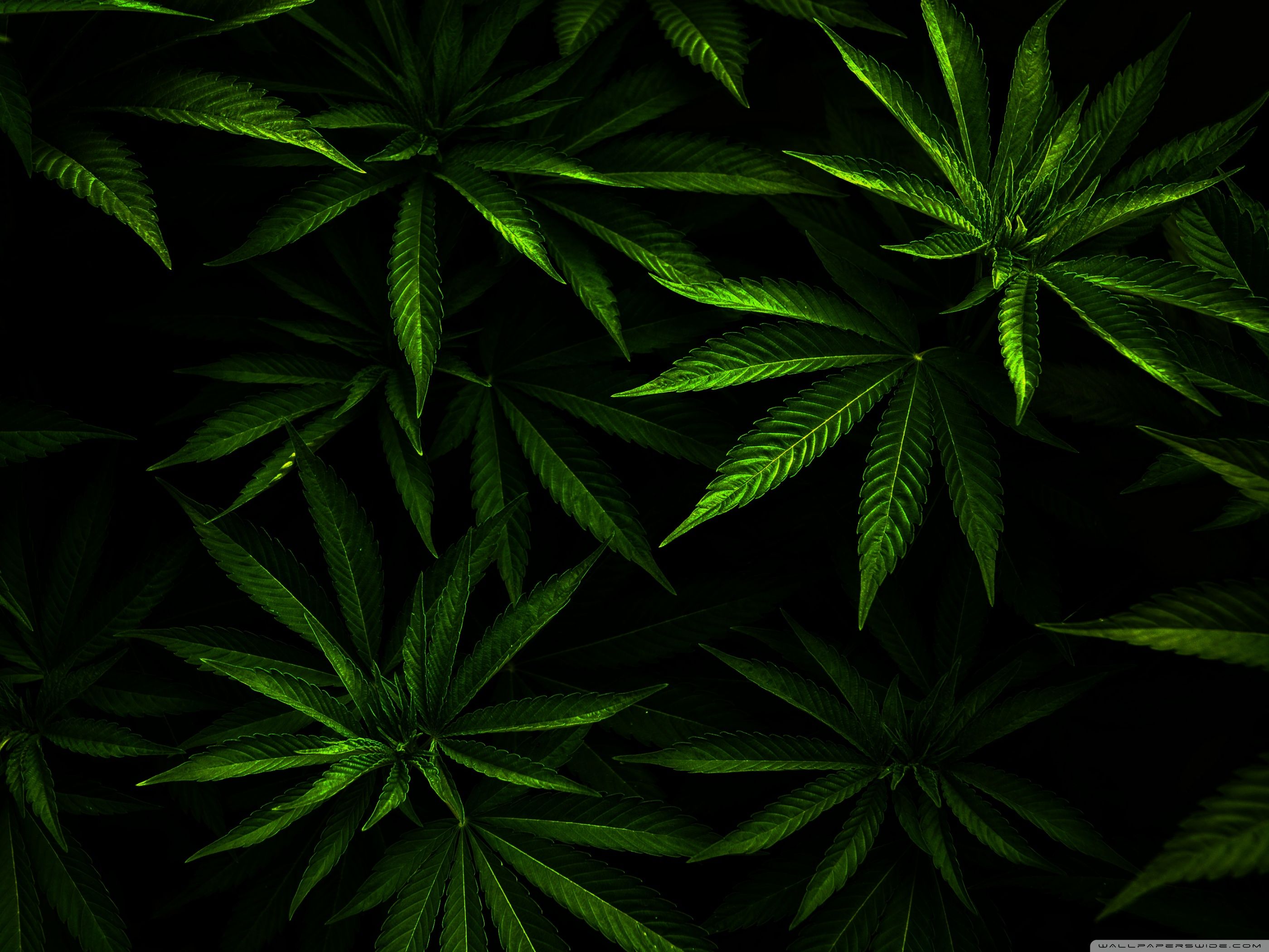 Dope Weed Pics Wallpapers