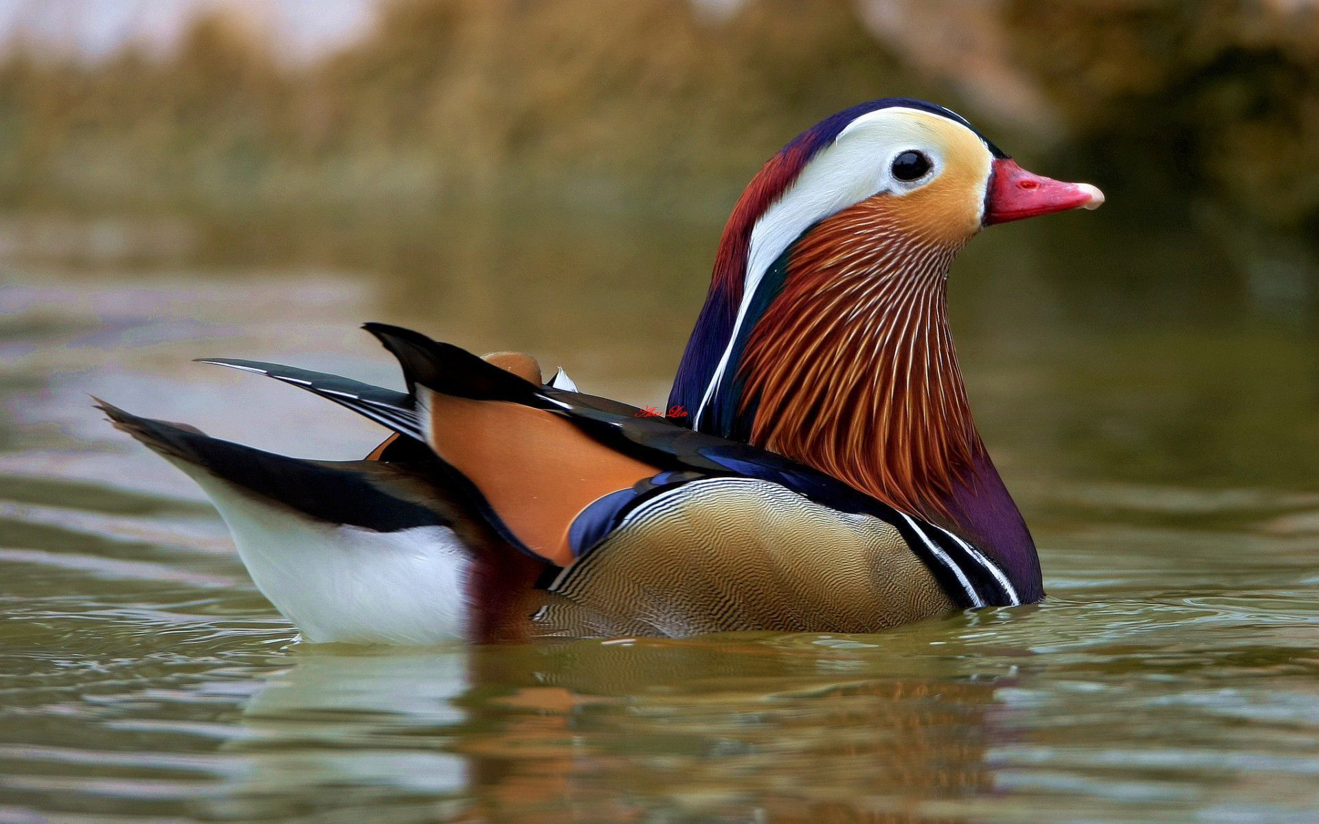 Drake Waterfowl Wallpapers